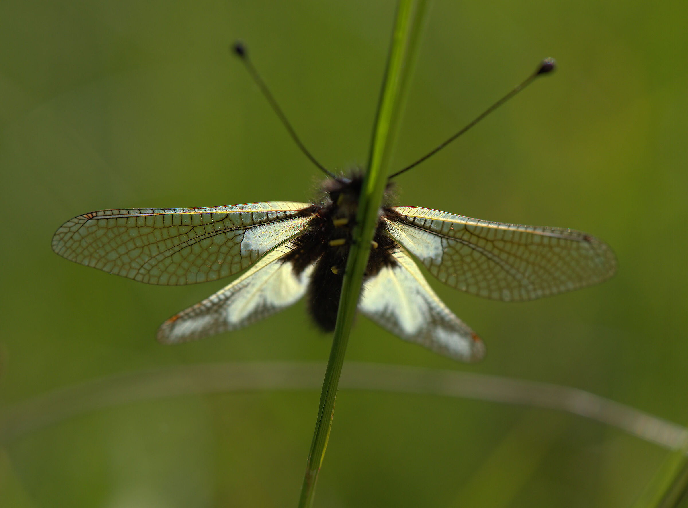 Libelloides coccajus