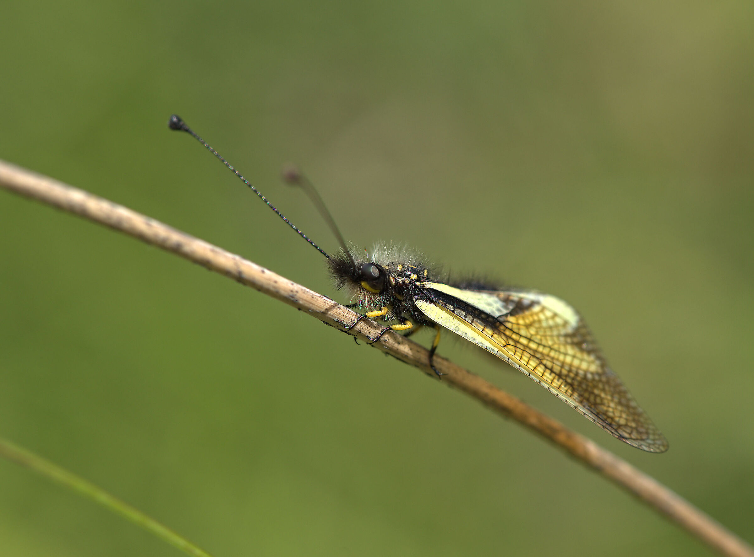 Libelloides coccajus