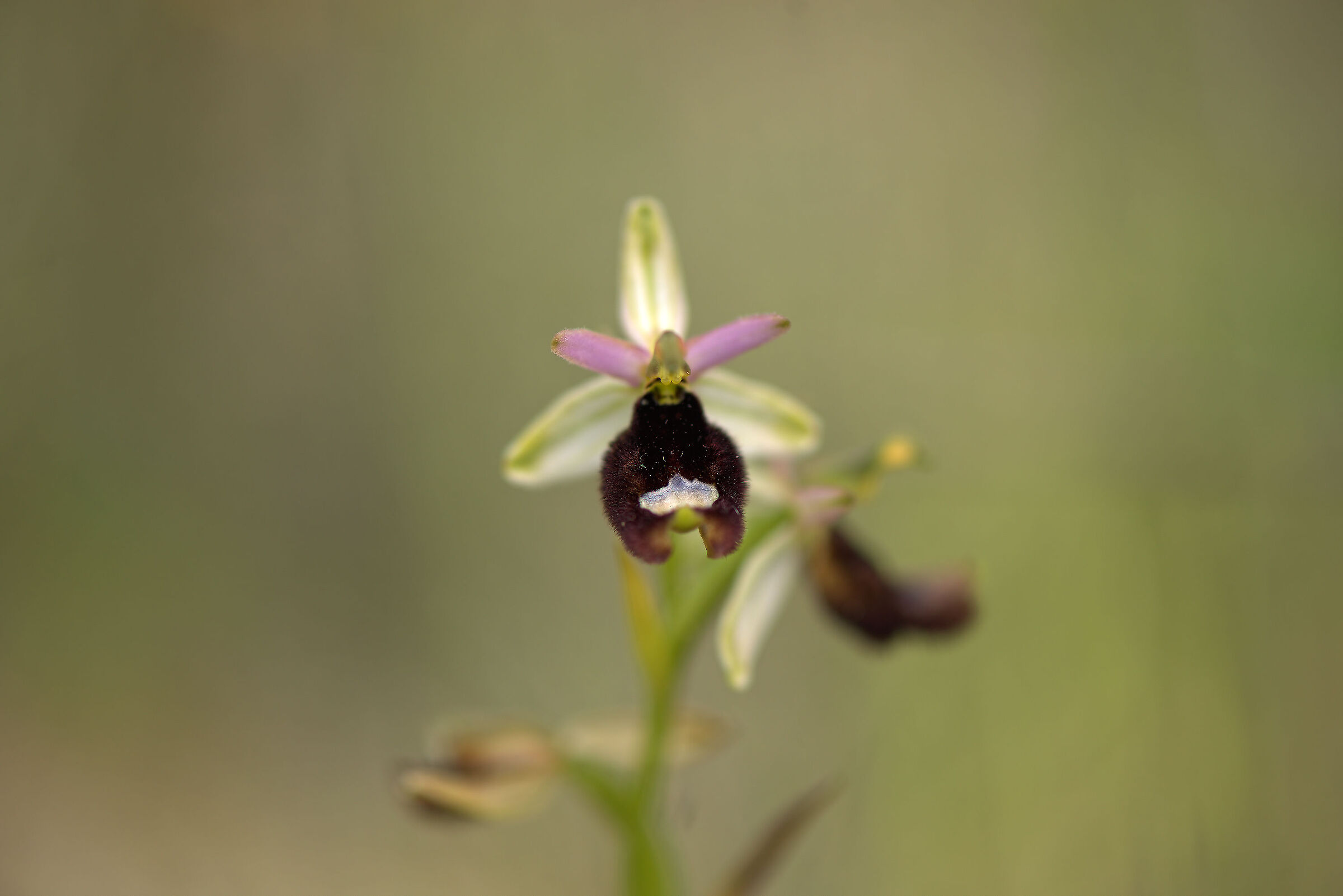 Ophrys bertolonii