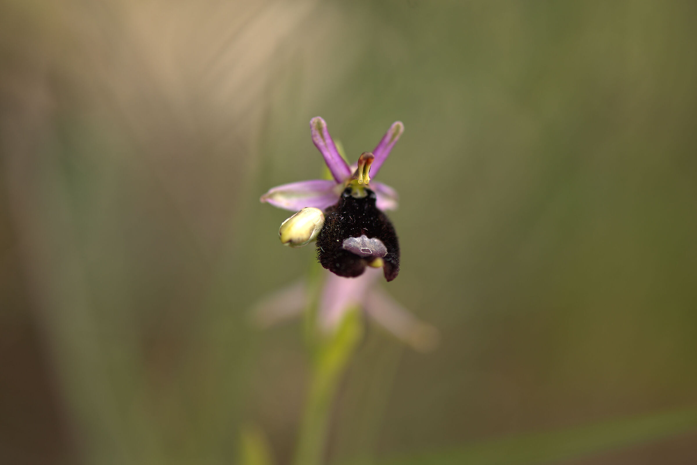 Ophrys bertolonii