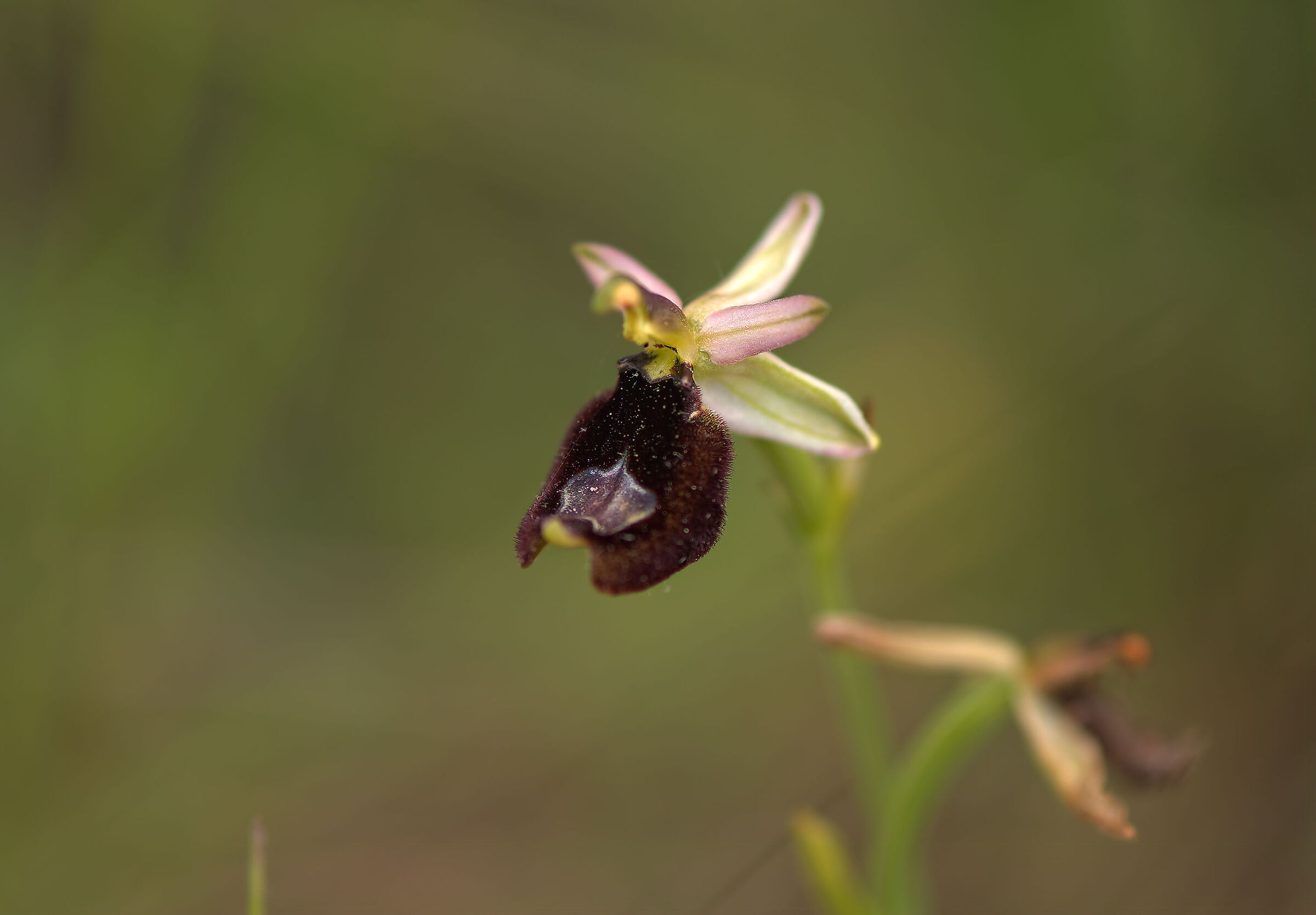Ophrys bertolonii