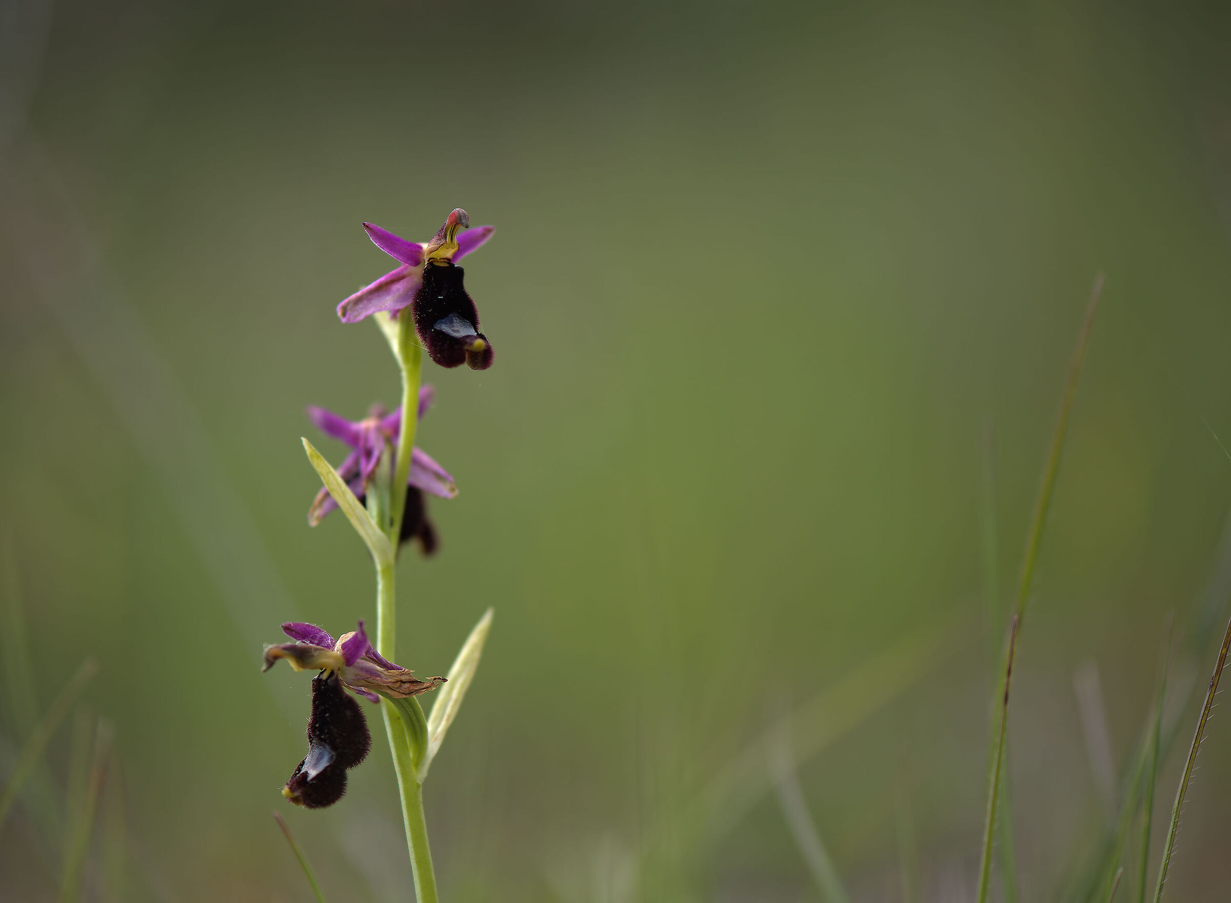 Ophrys bertolonii