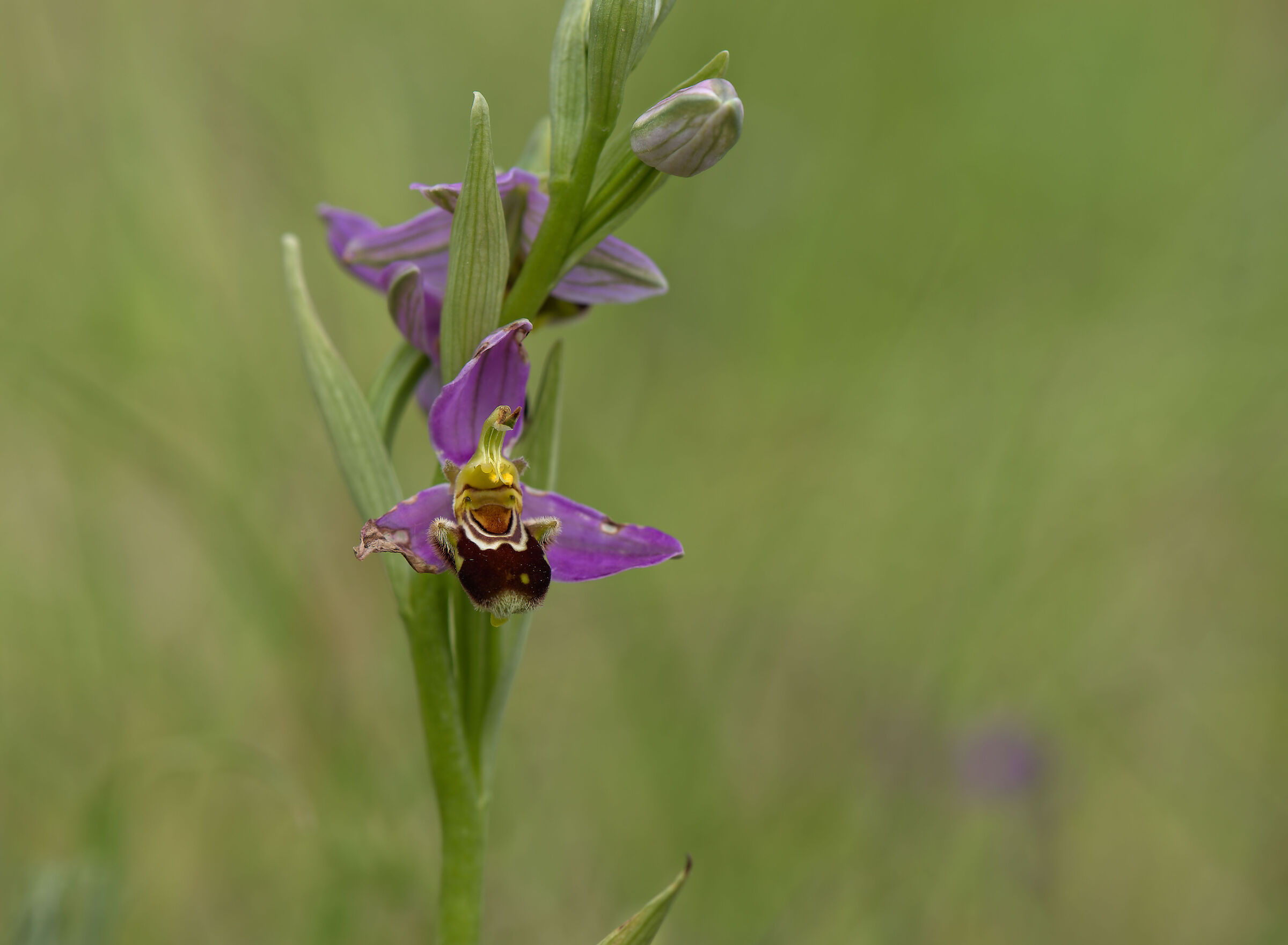 Ophrys apifera