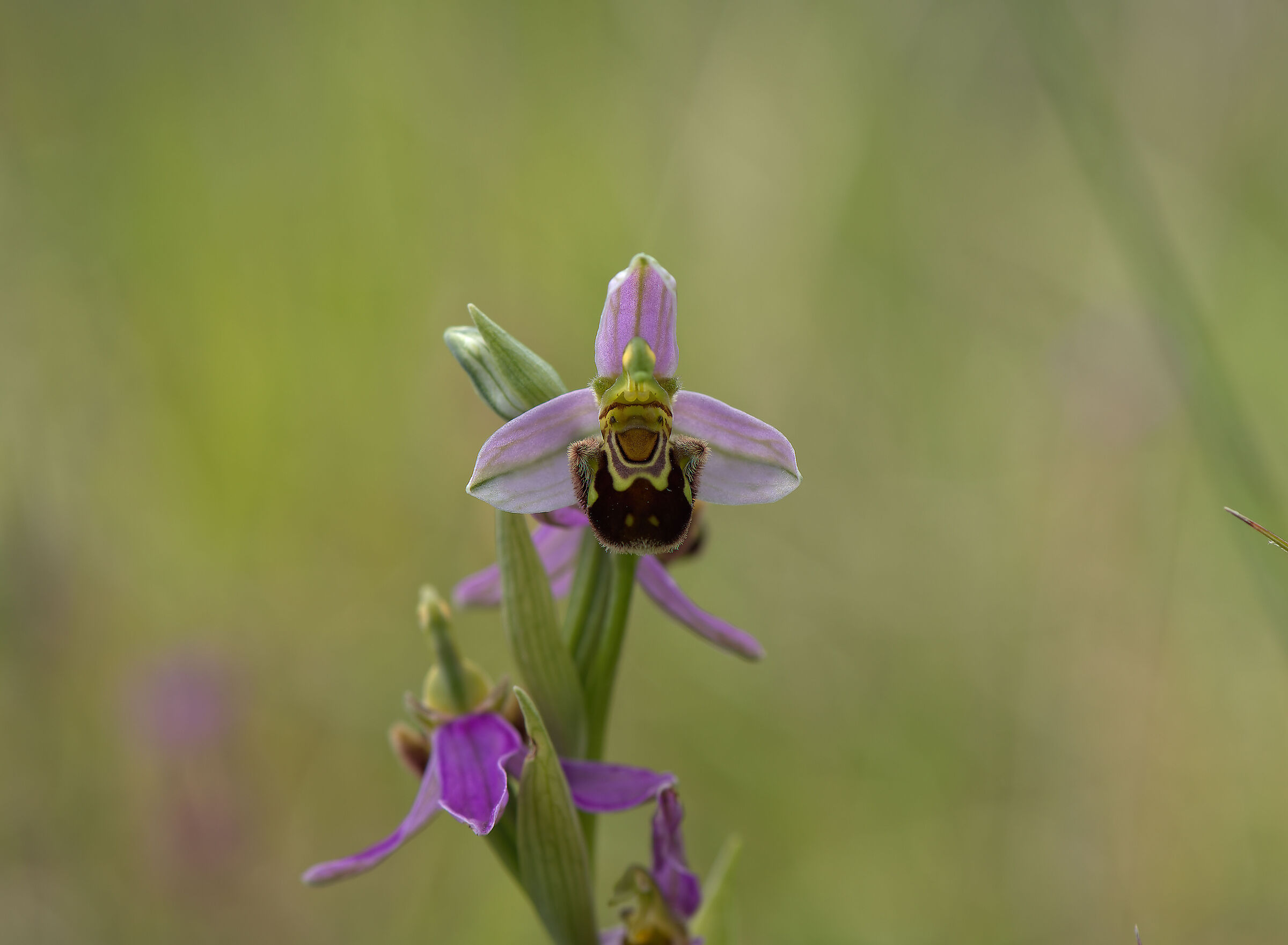 Ophrys apifera