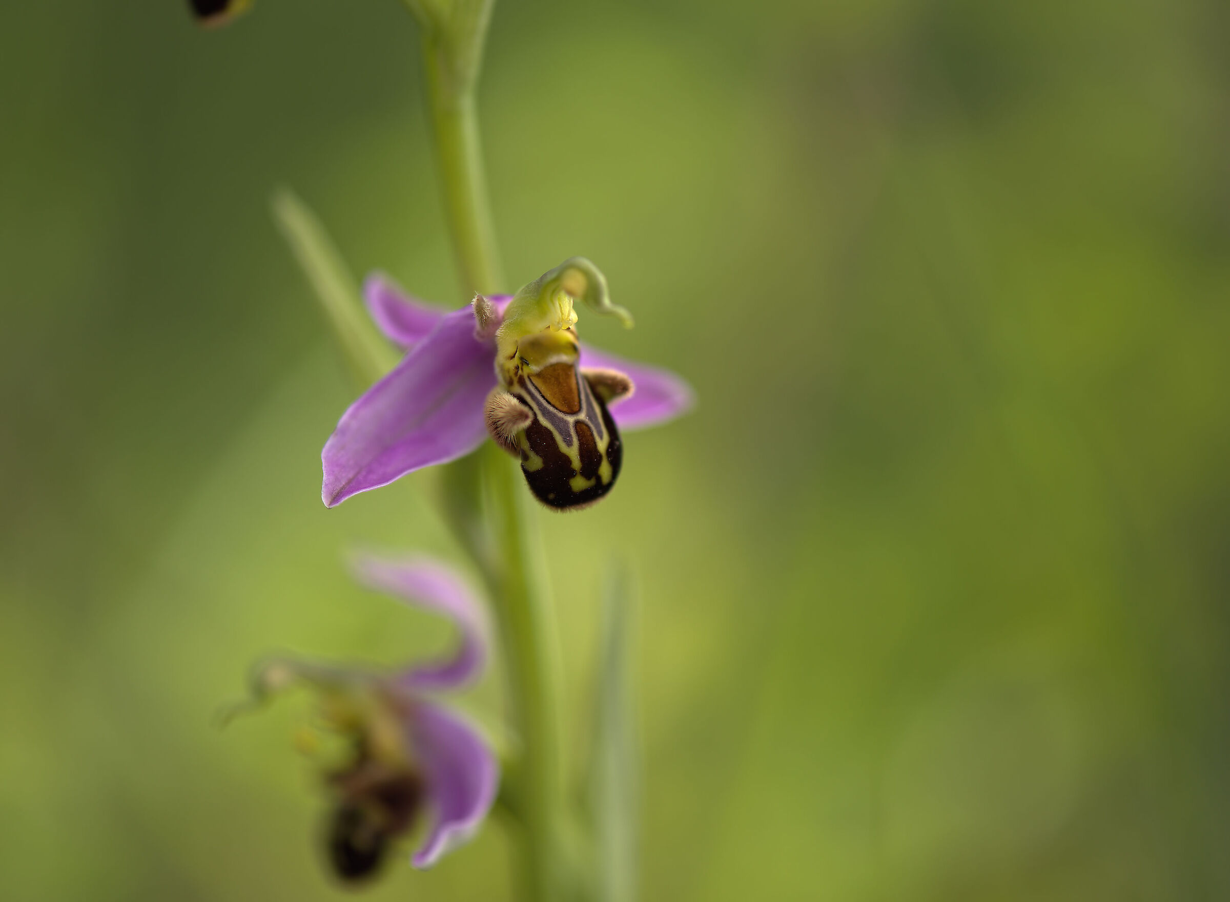 Ophrys apifera