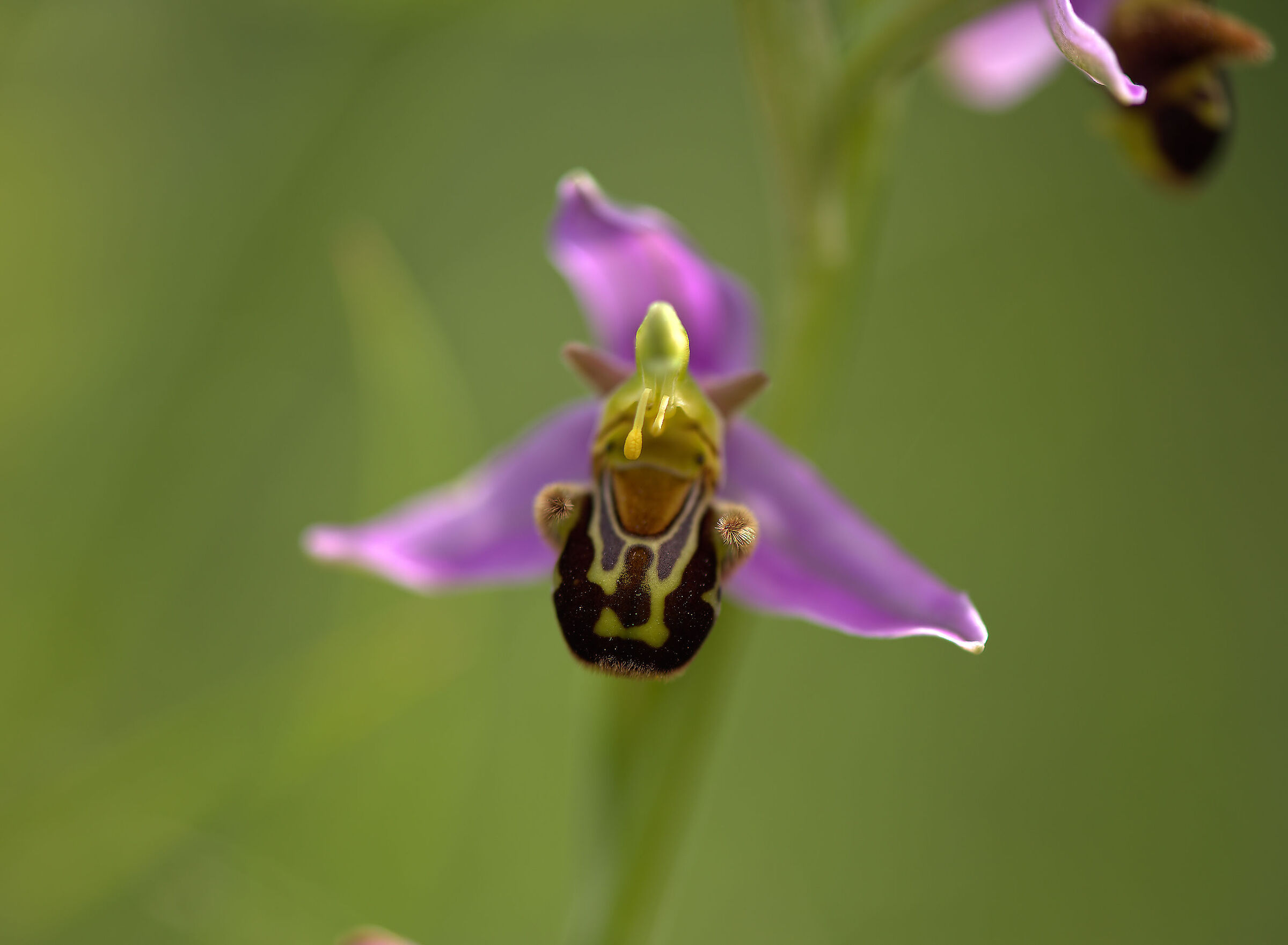Ophrys apifera