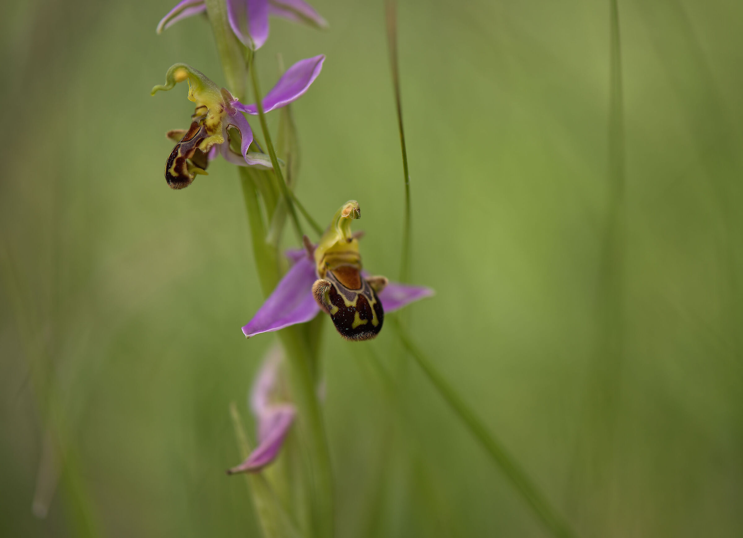 Ophrys apifera