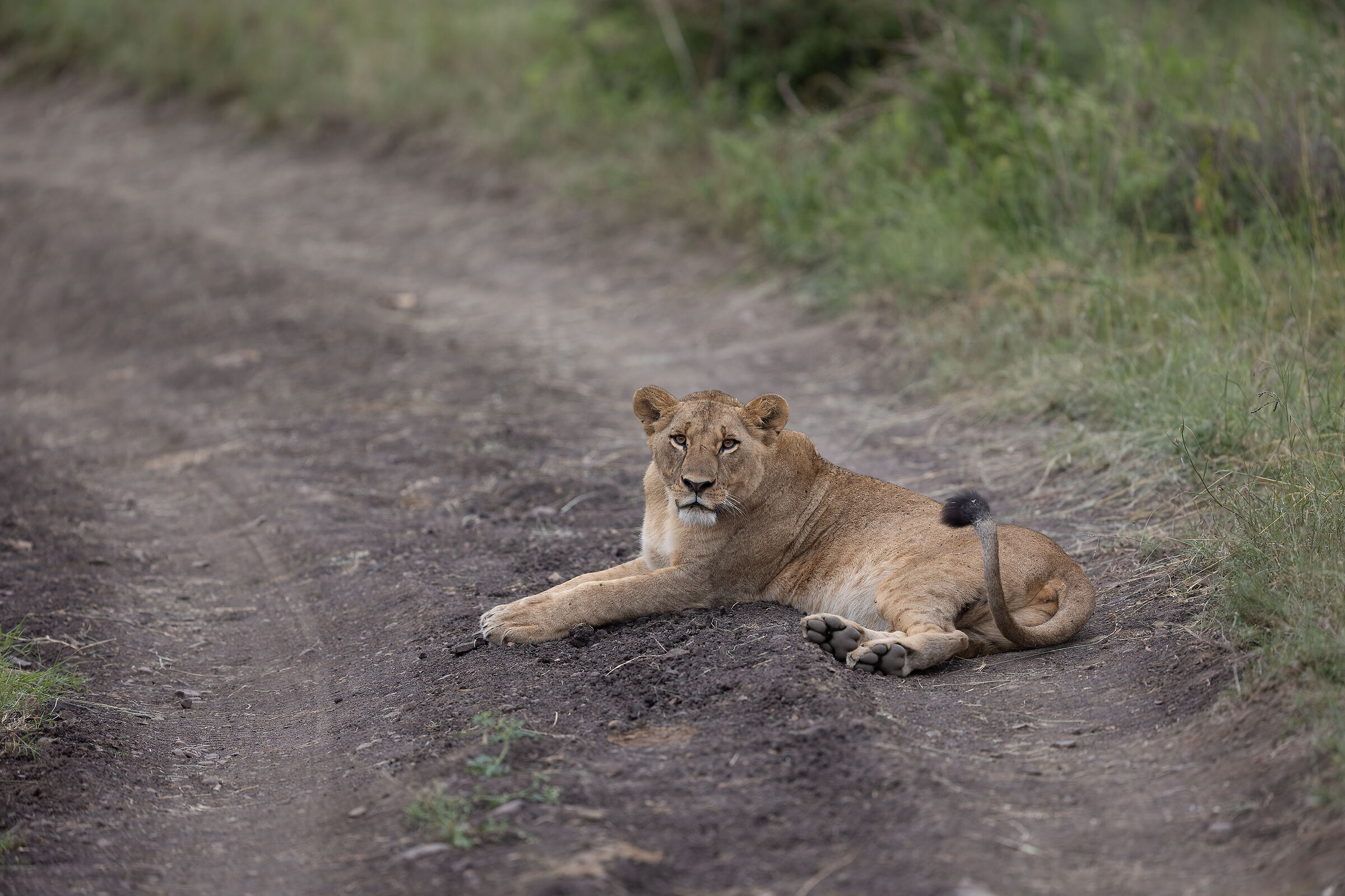 Leonessa, r6+300ii livelli, Denoise AI
