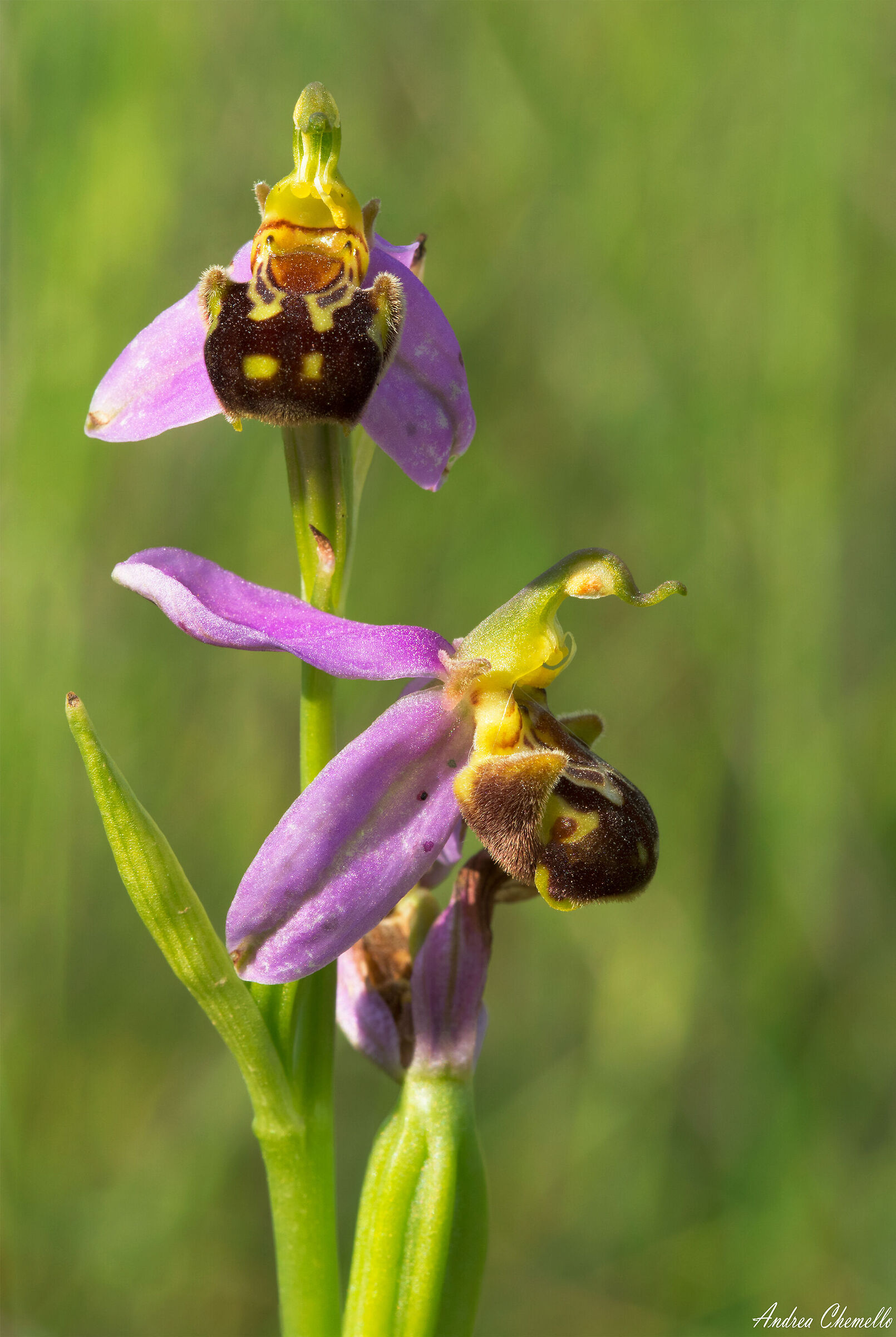 Vesparia (Ophrys apifera)