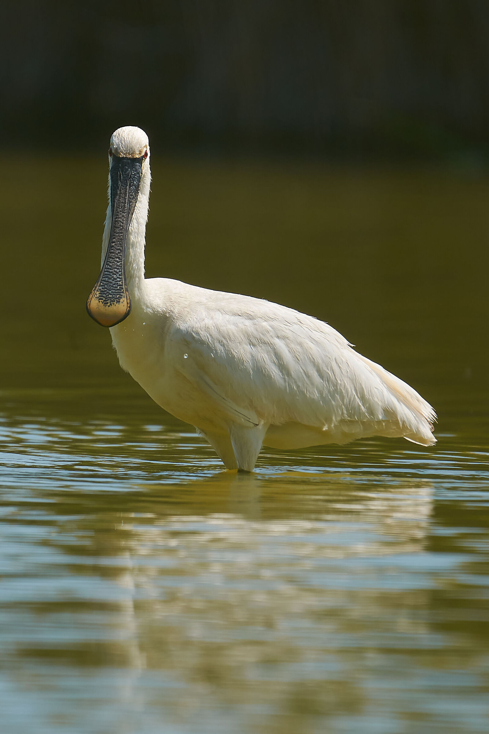 Becco di Spatola....