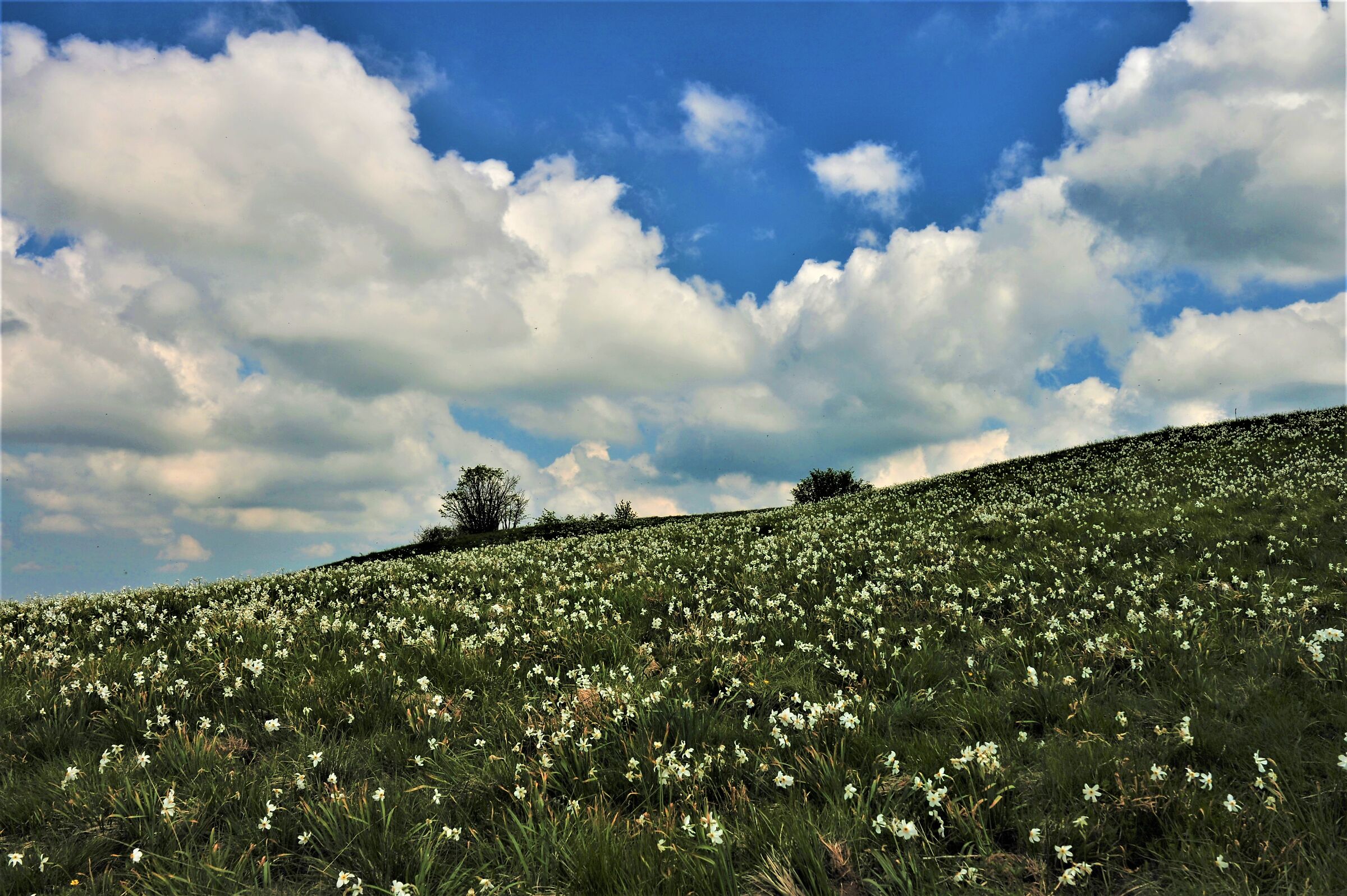 Daffodils in the Clouds