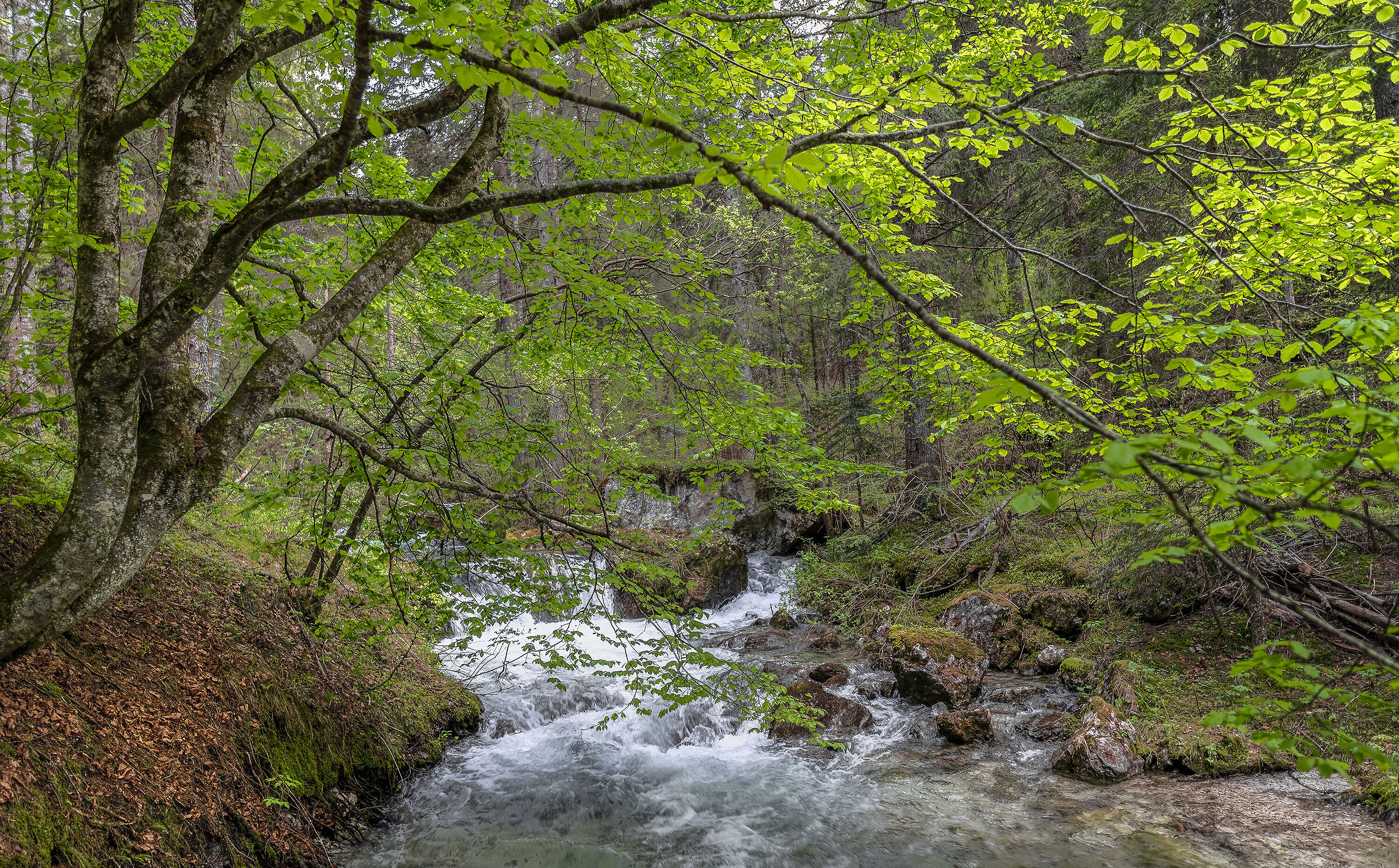 Torrente Tresenga (tn)