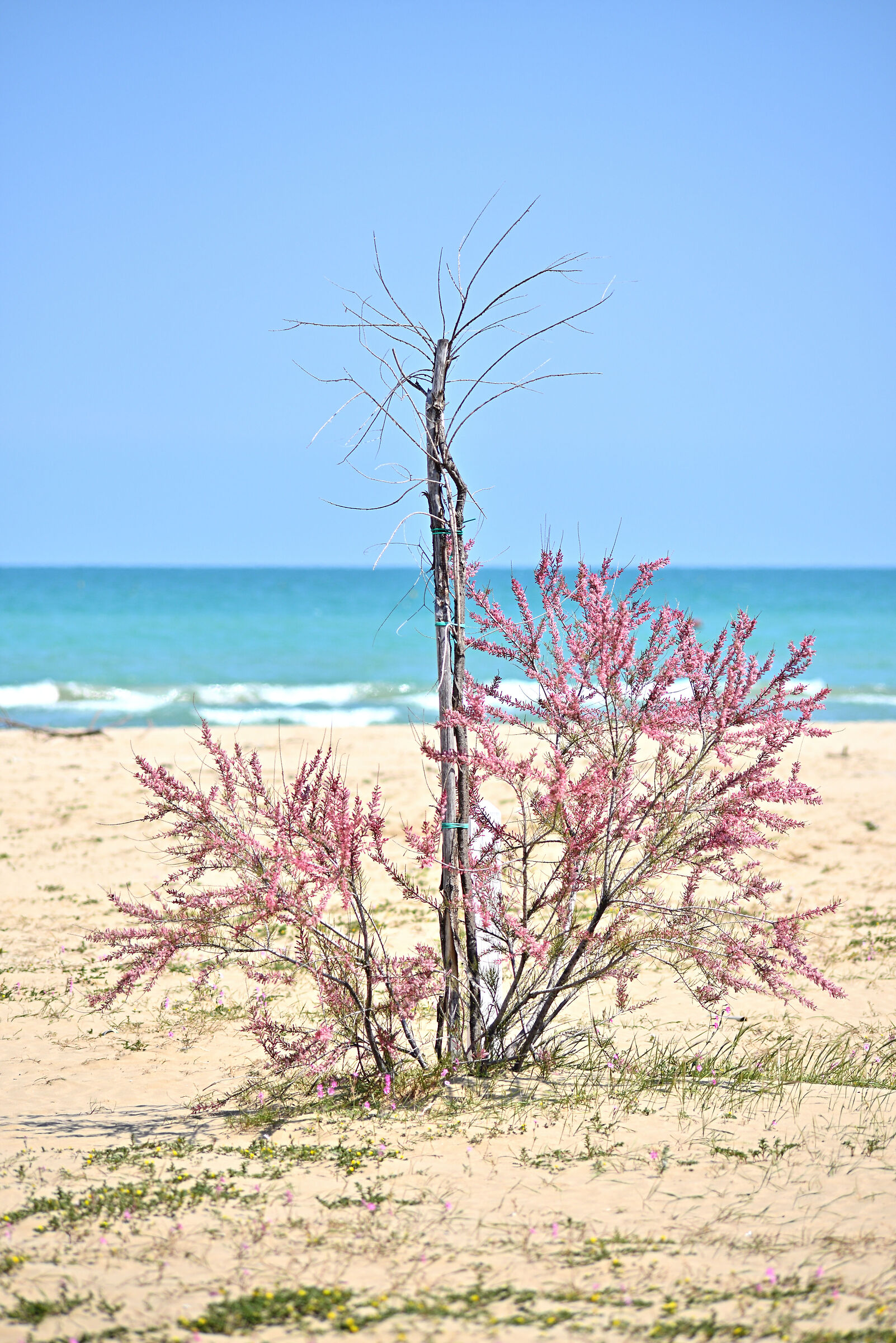 I colori della primavera
