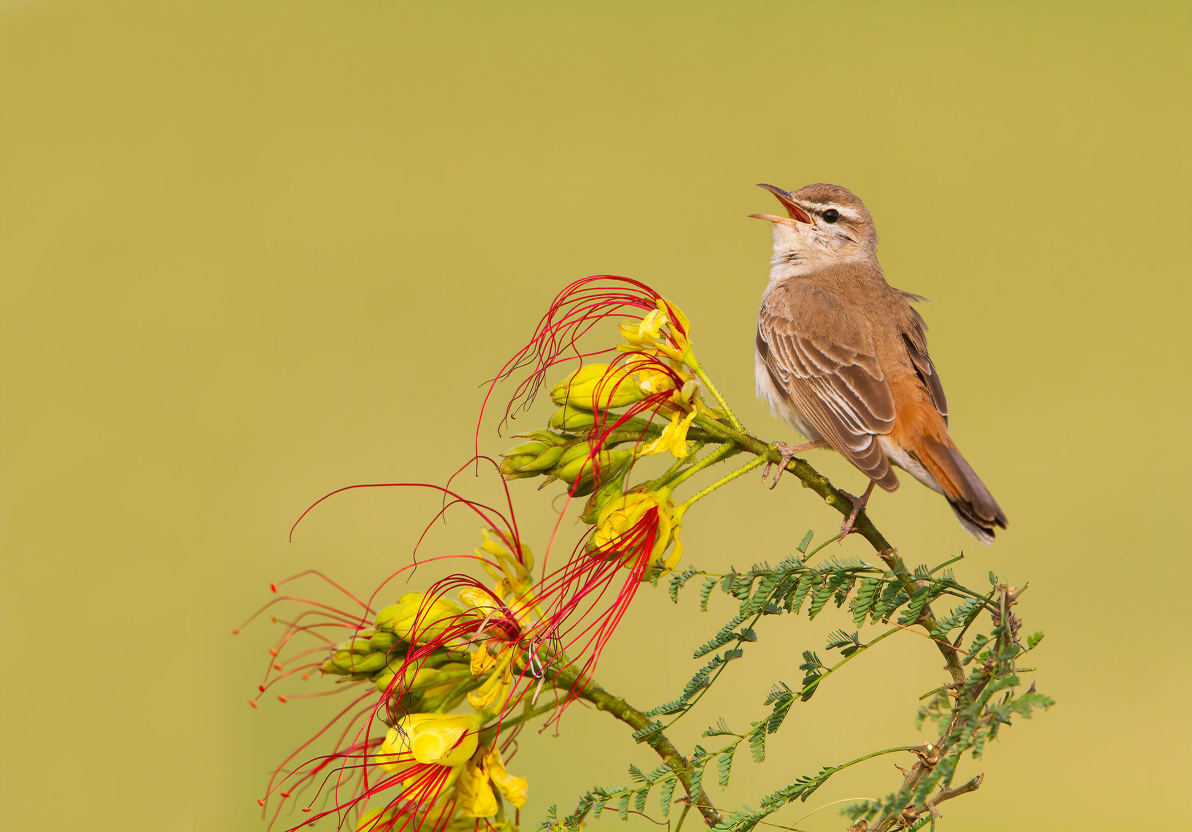 Rufous-tailed scrub robin