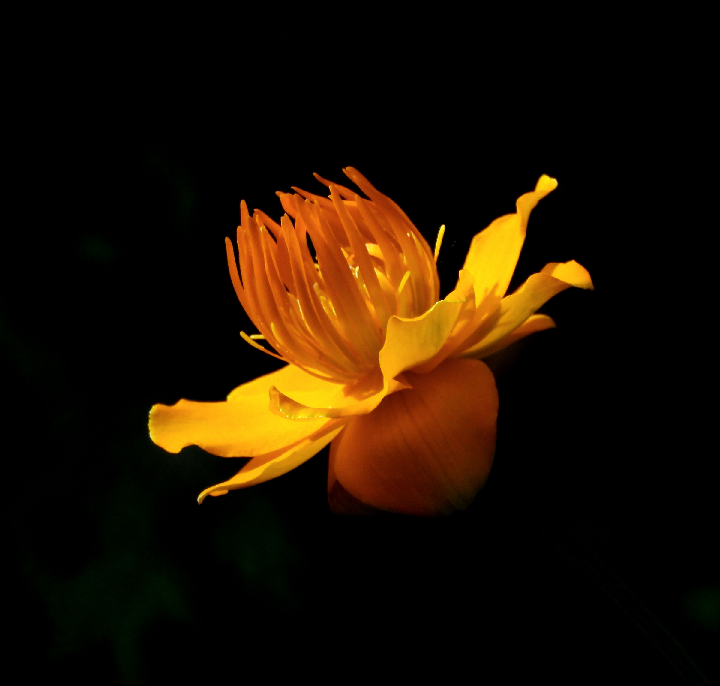 Trollius Golden 2