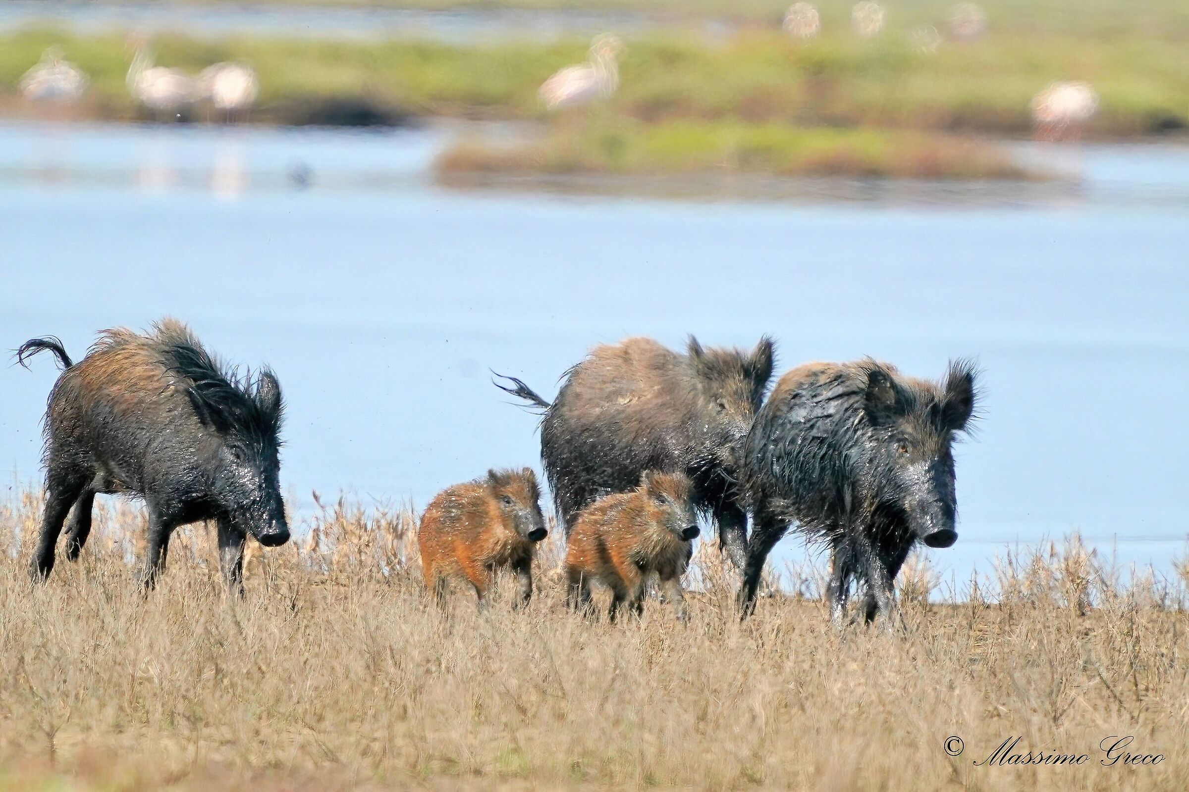 A Wild Boar's Families