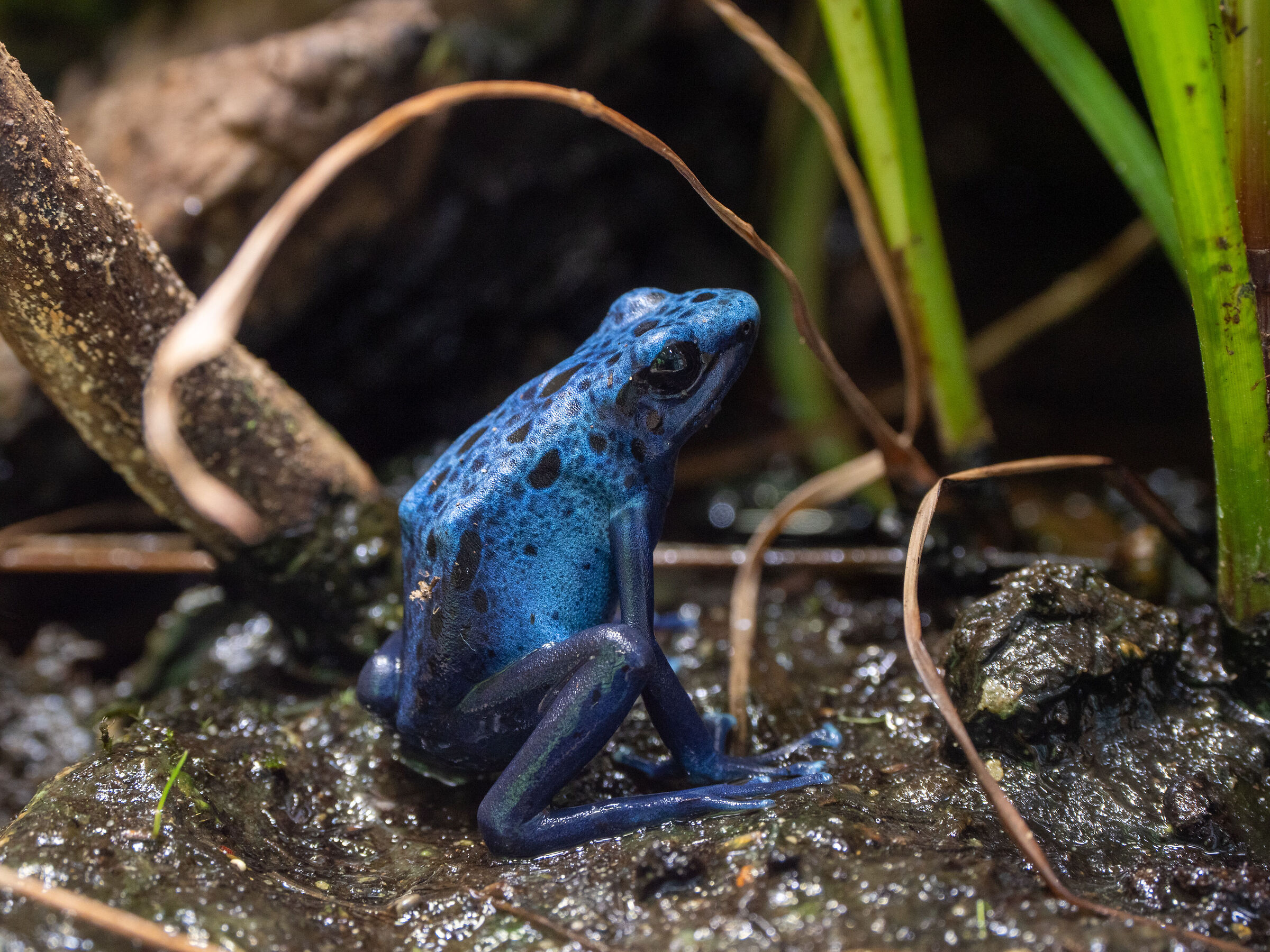Rana blu - I Giardini di Castel Trauttmansdorff Merano