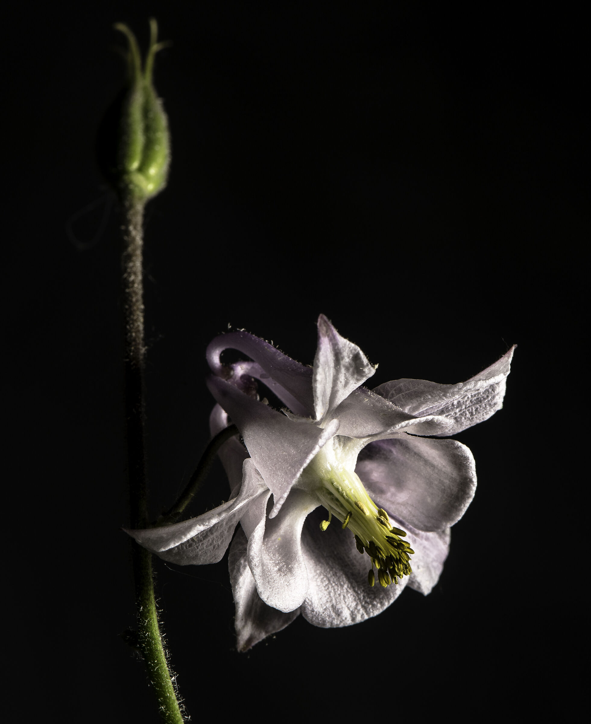 Aquilegia