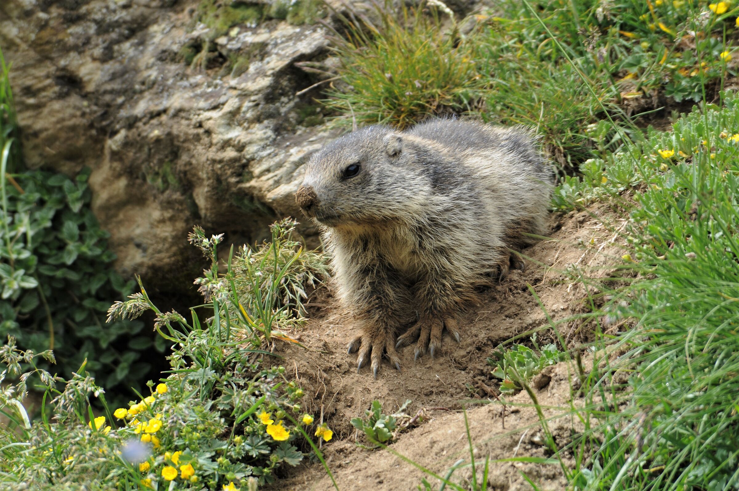 Marmot (Marbled Marmot)