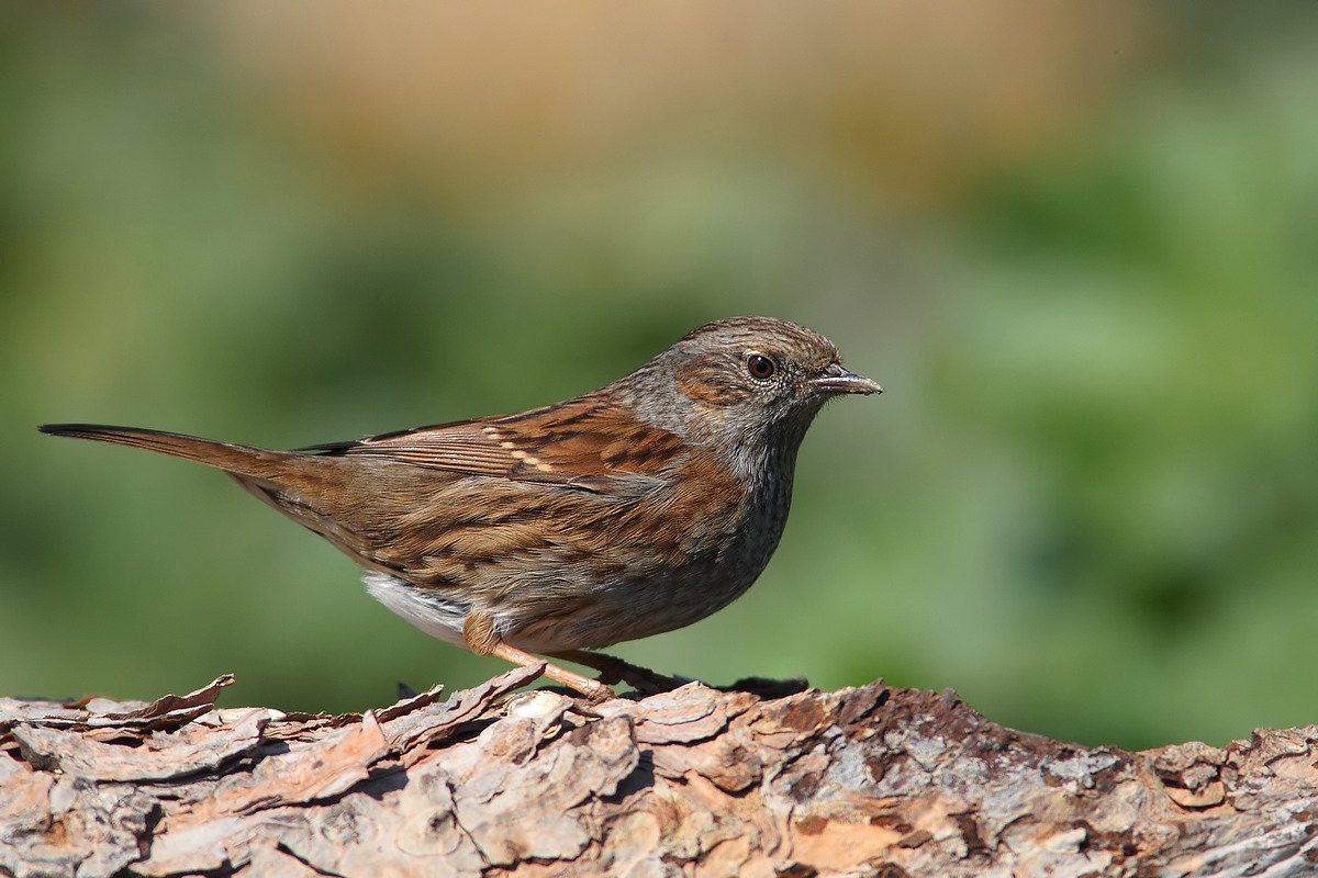 dunnock