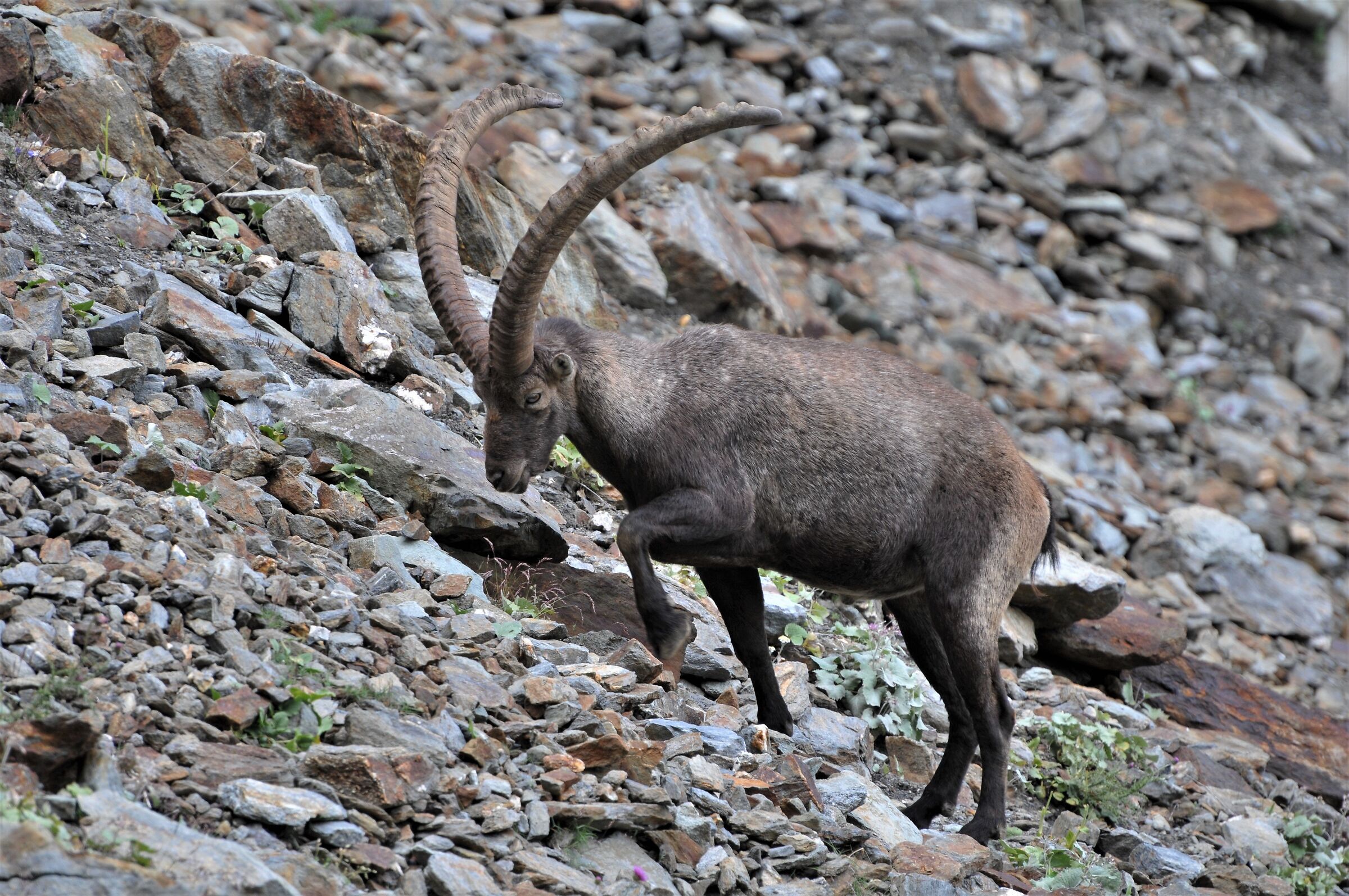 Ibex (Capra ibex)