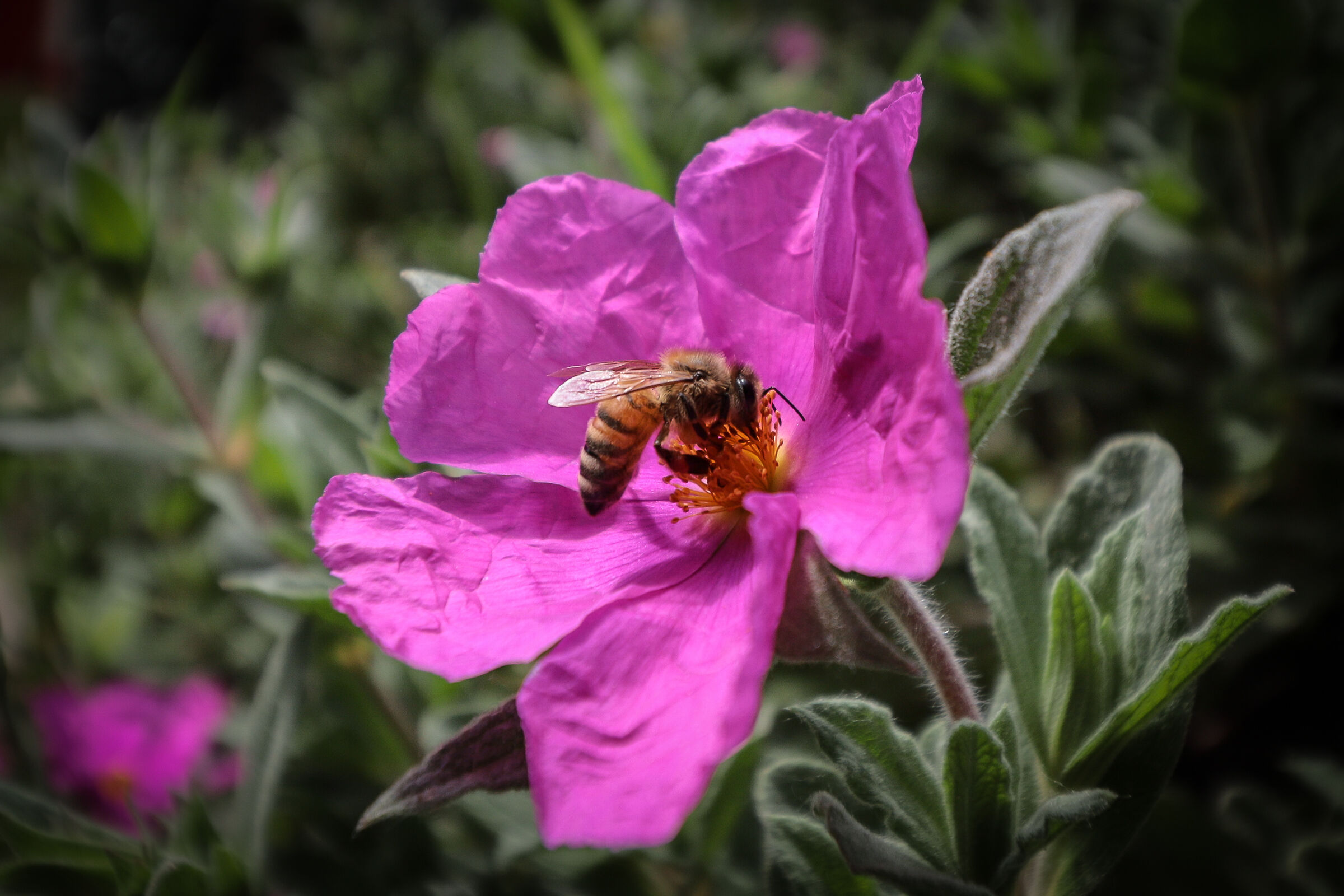 spring