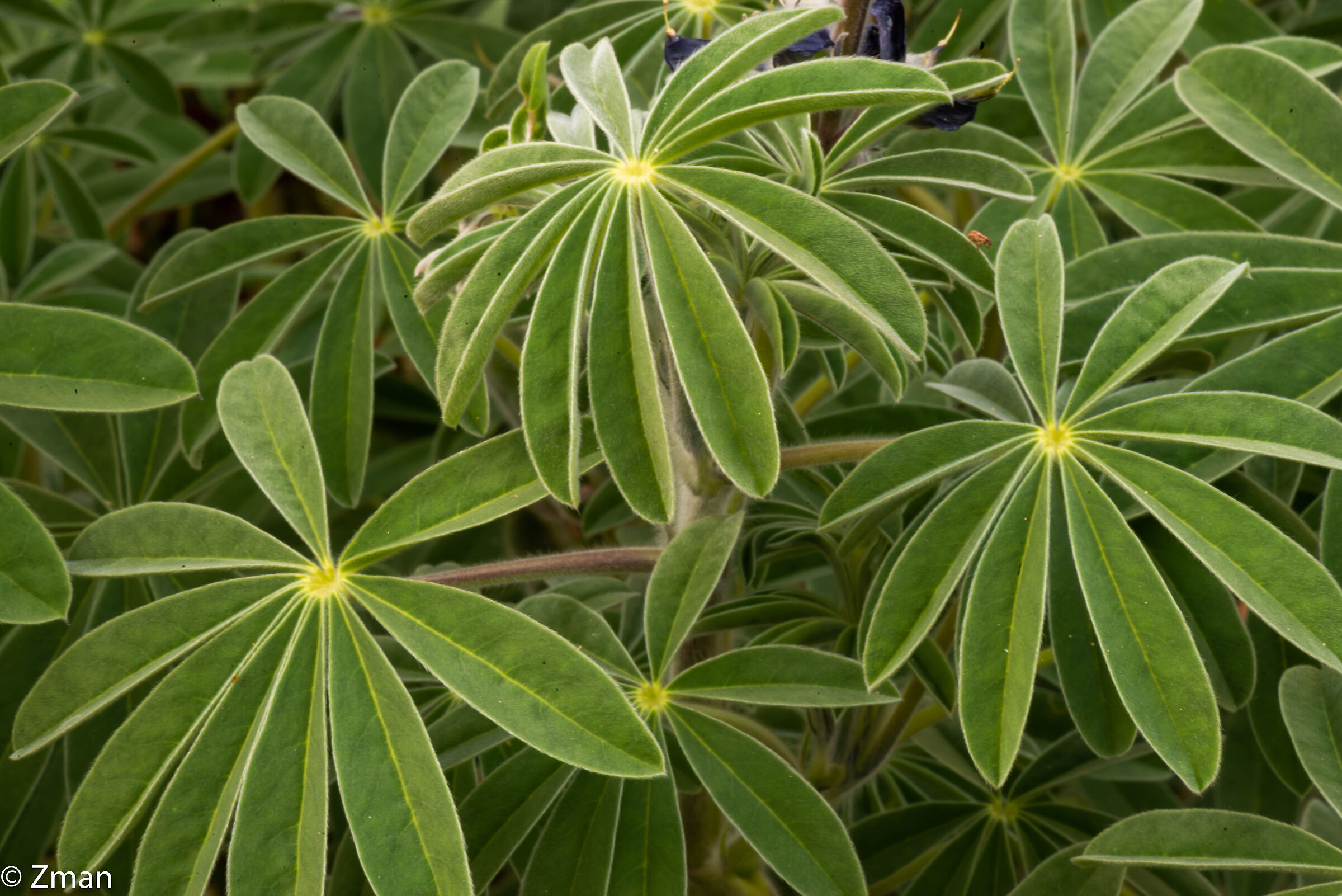 Lupin Leaves