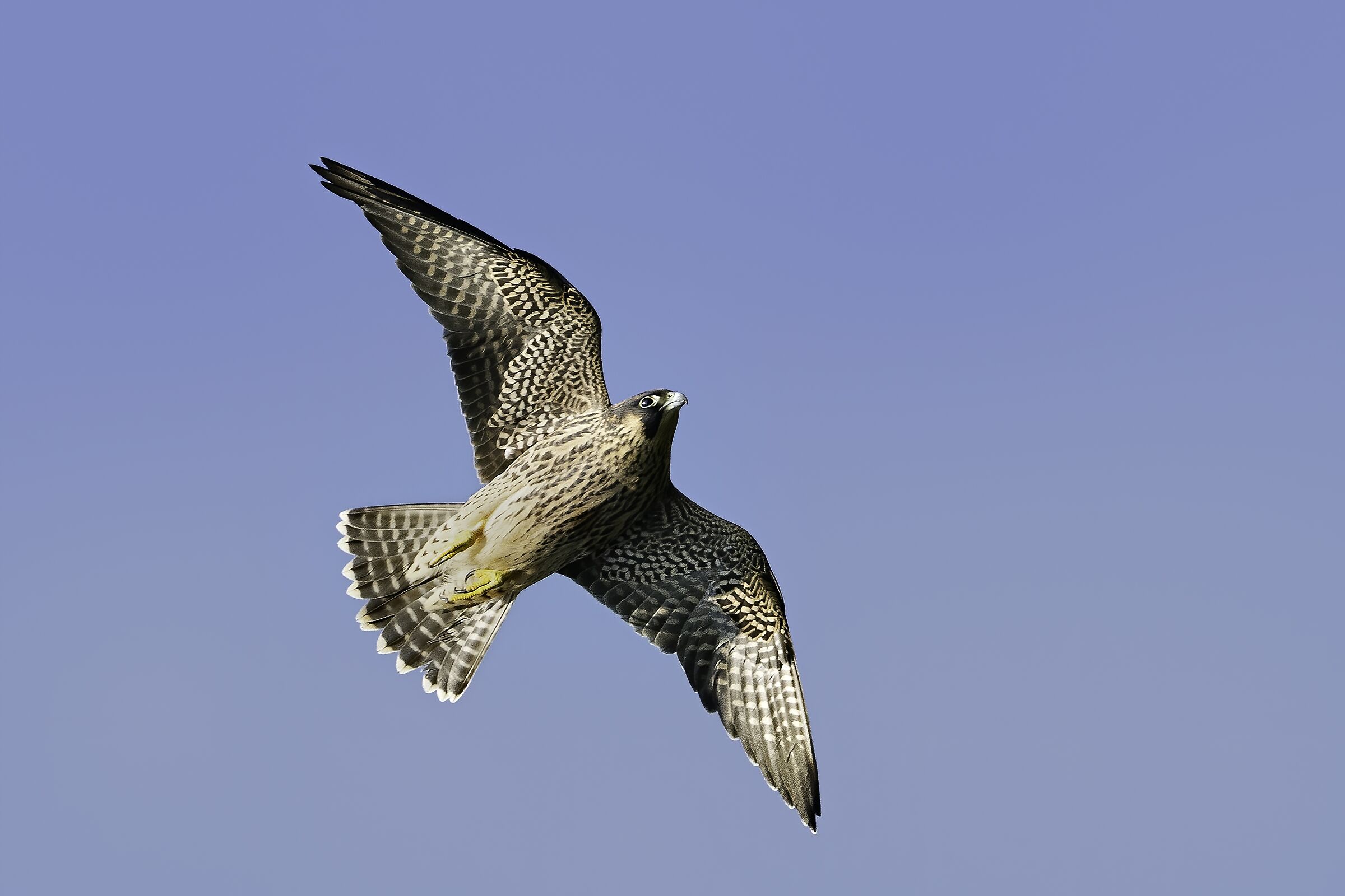 peregrine
