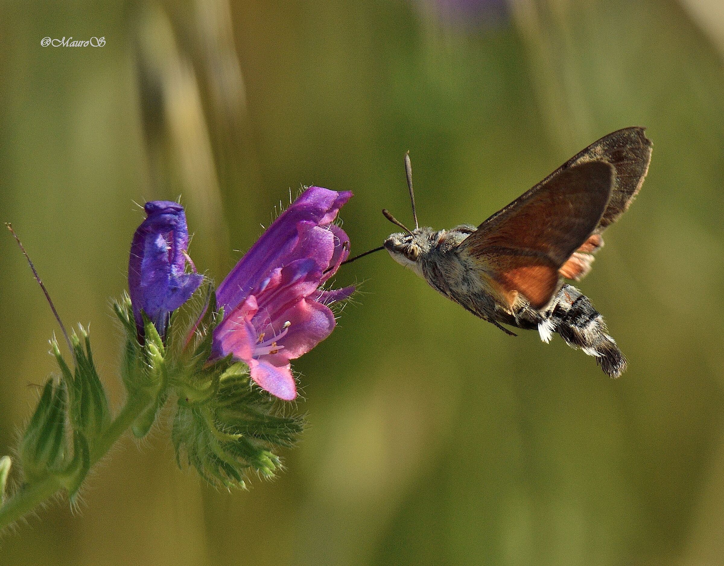 Sfinge Colibrì
