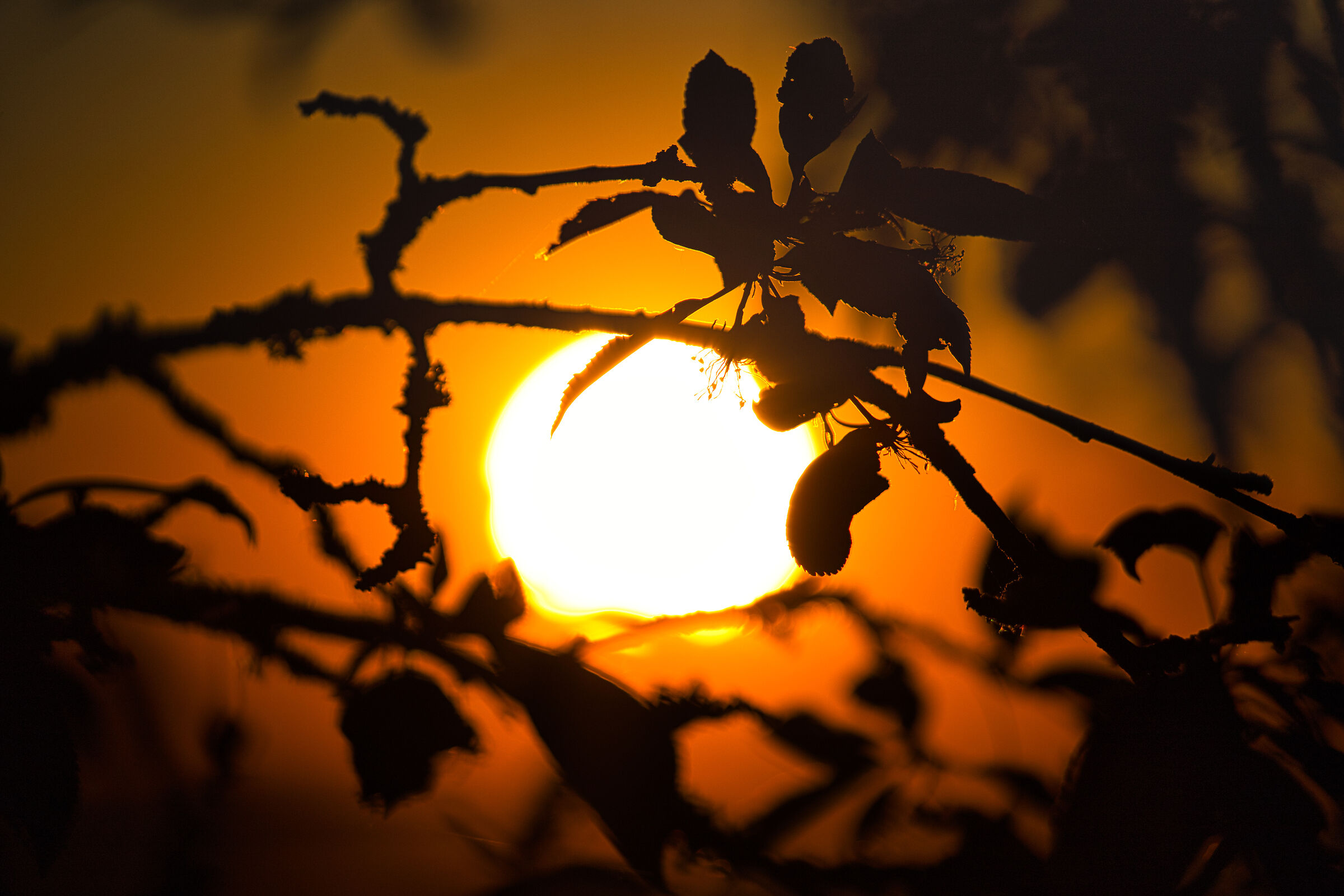 Into the Sun