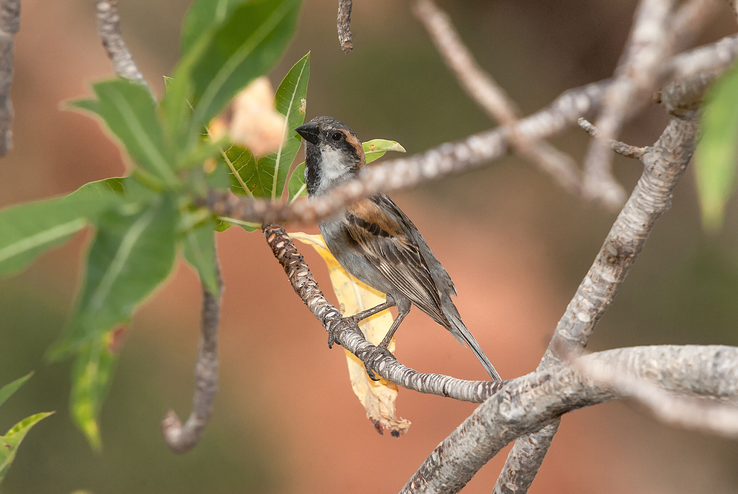 Island sparrow endemic to Socotra