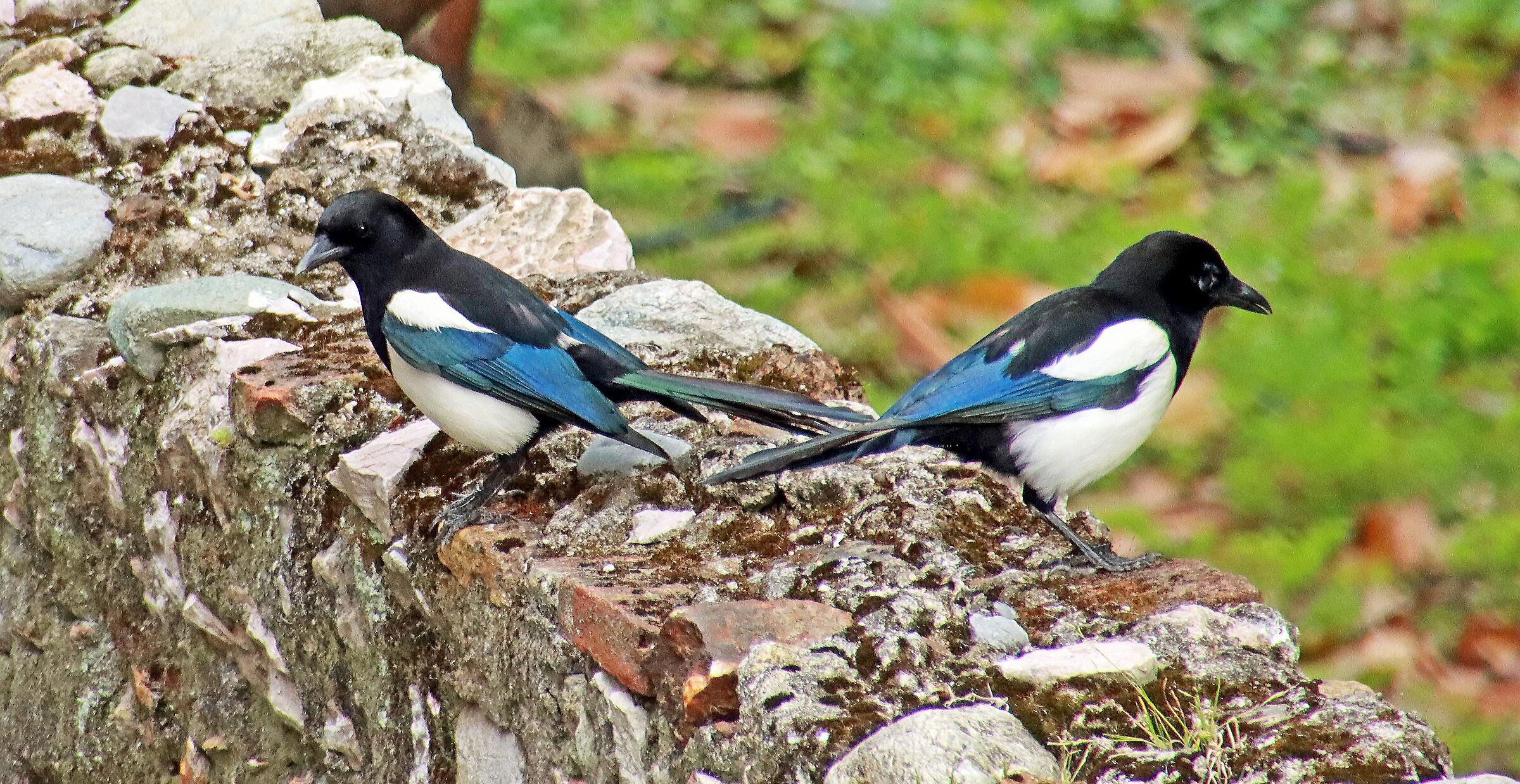Separati in casa ...