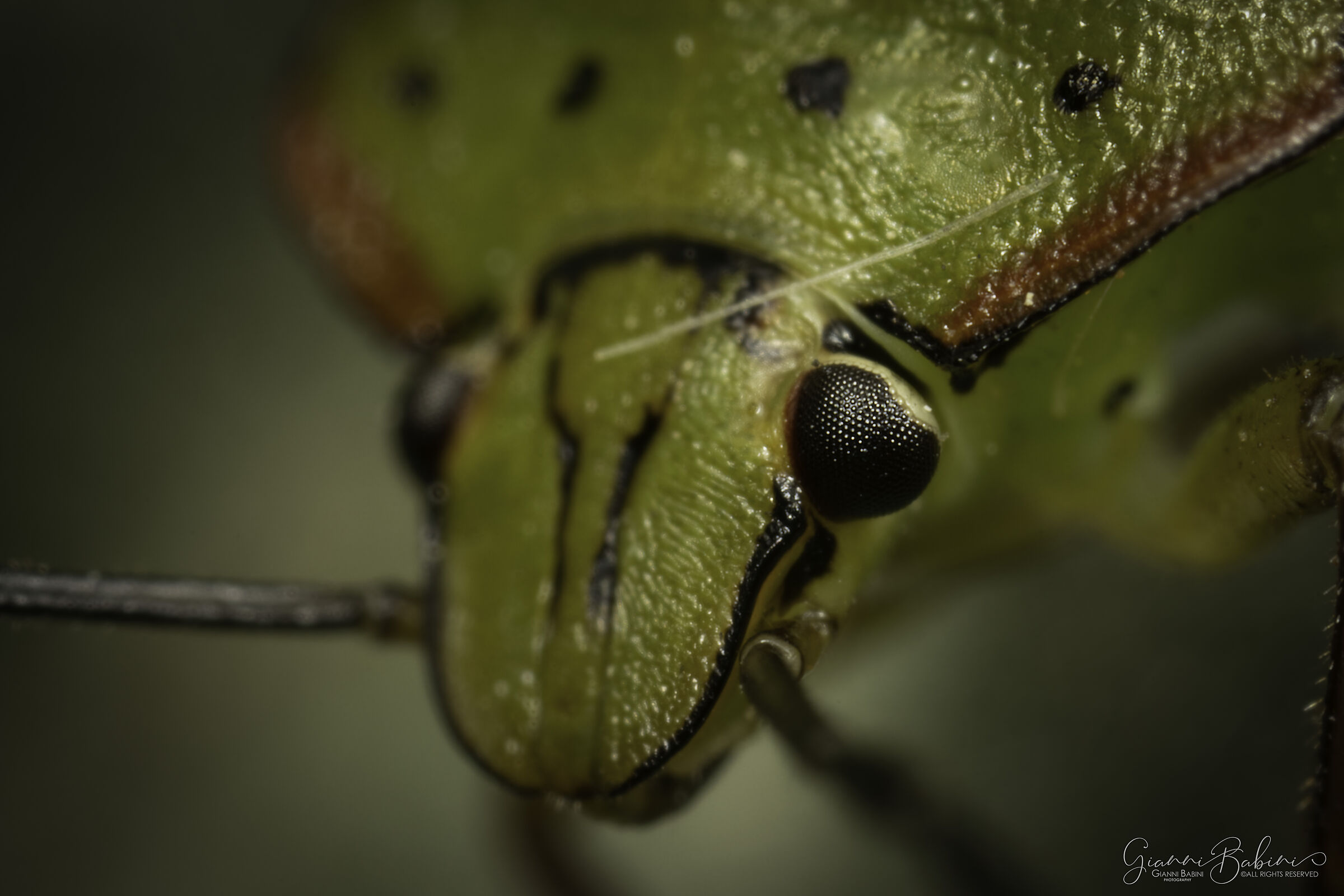 Portrait in dim light