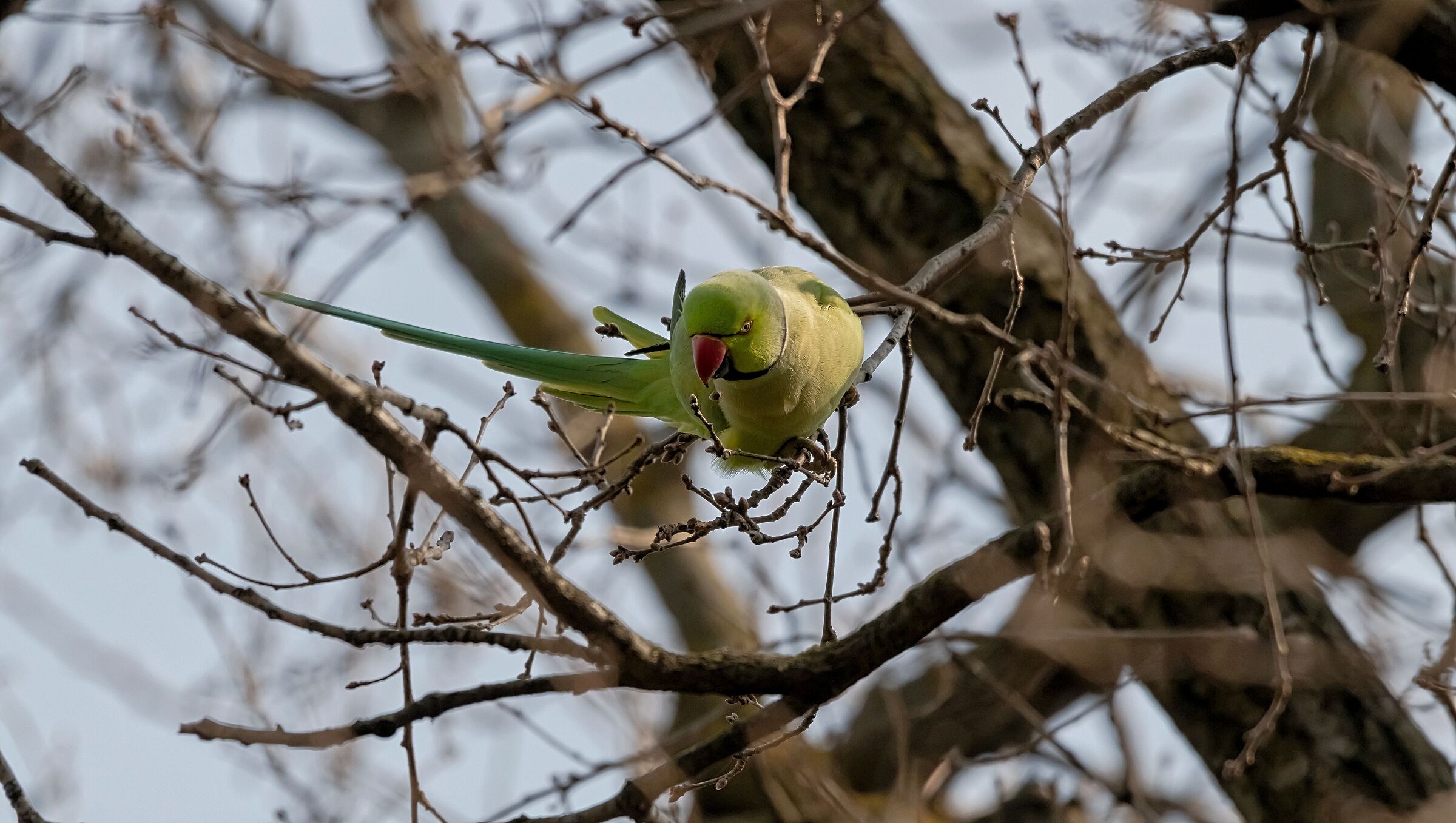 Parrocchetto dal collare mentre mangia 9/03/2021