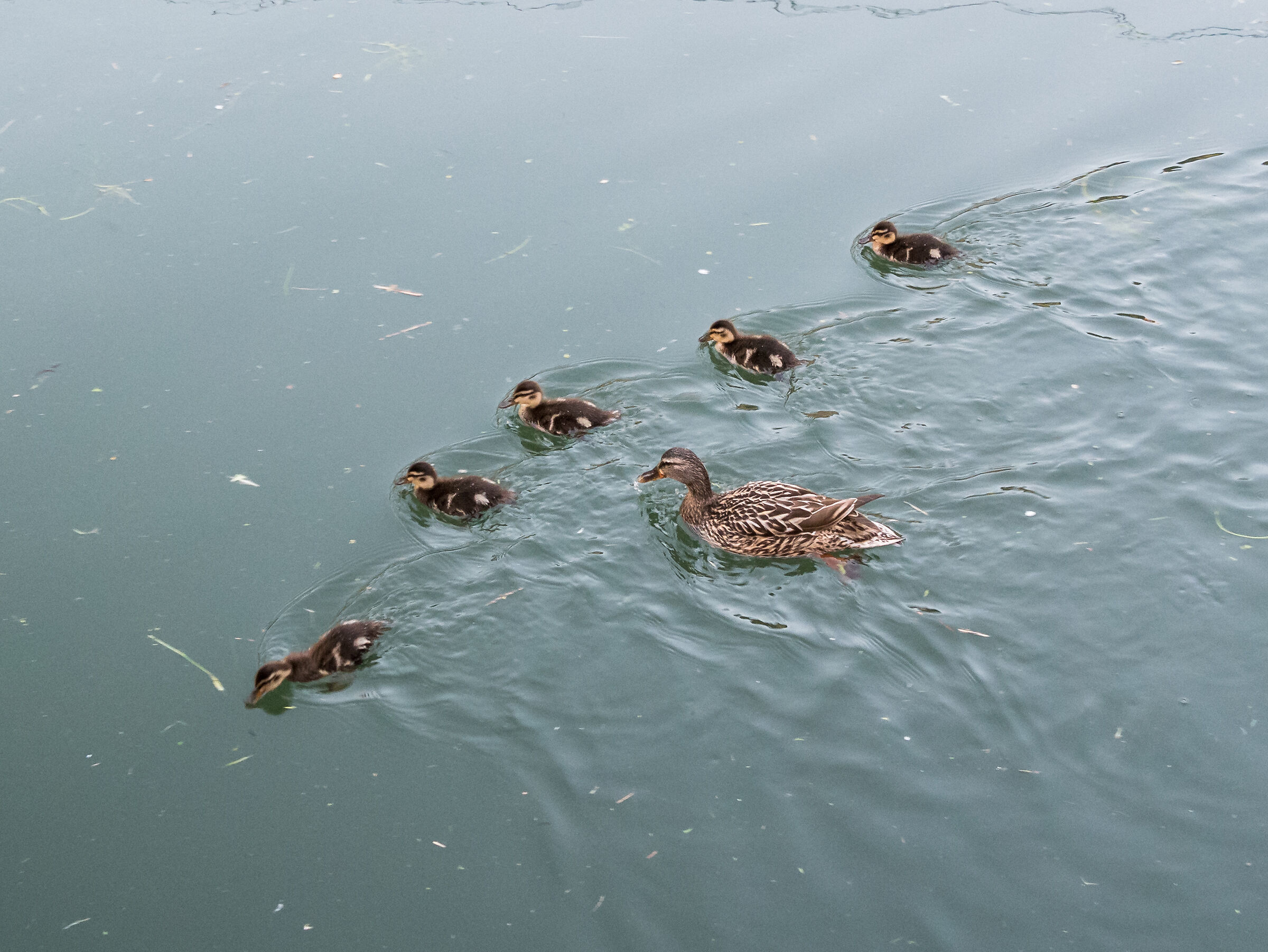 Family - Navigli Milano