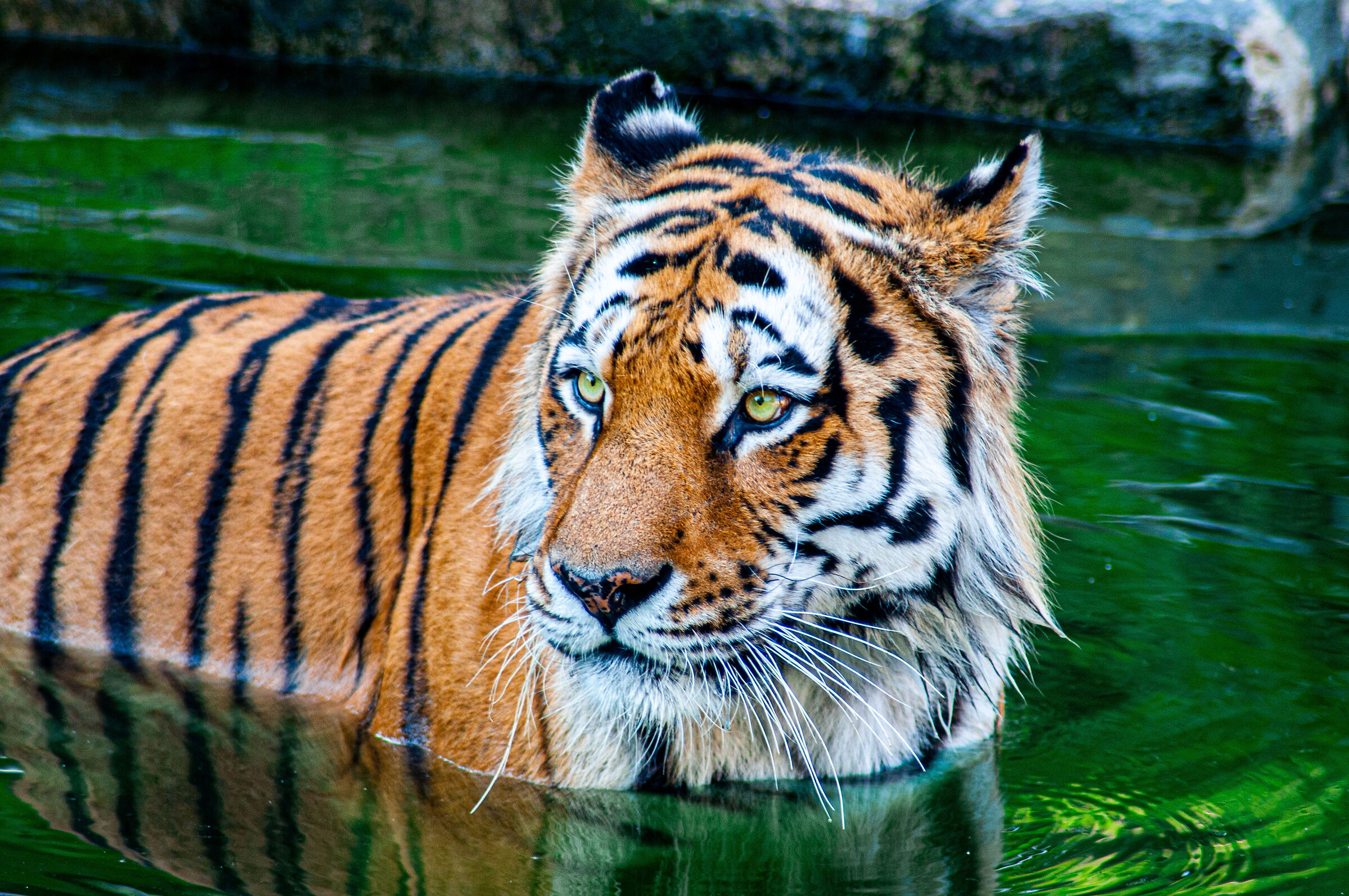 Tiger, 19