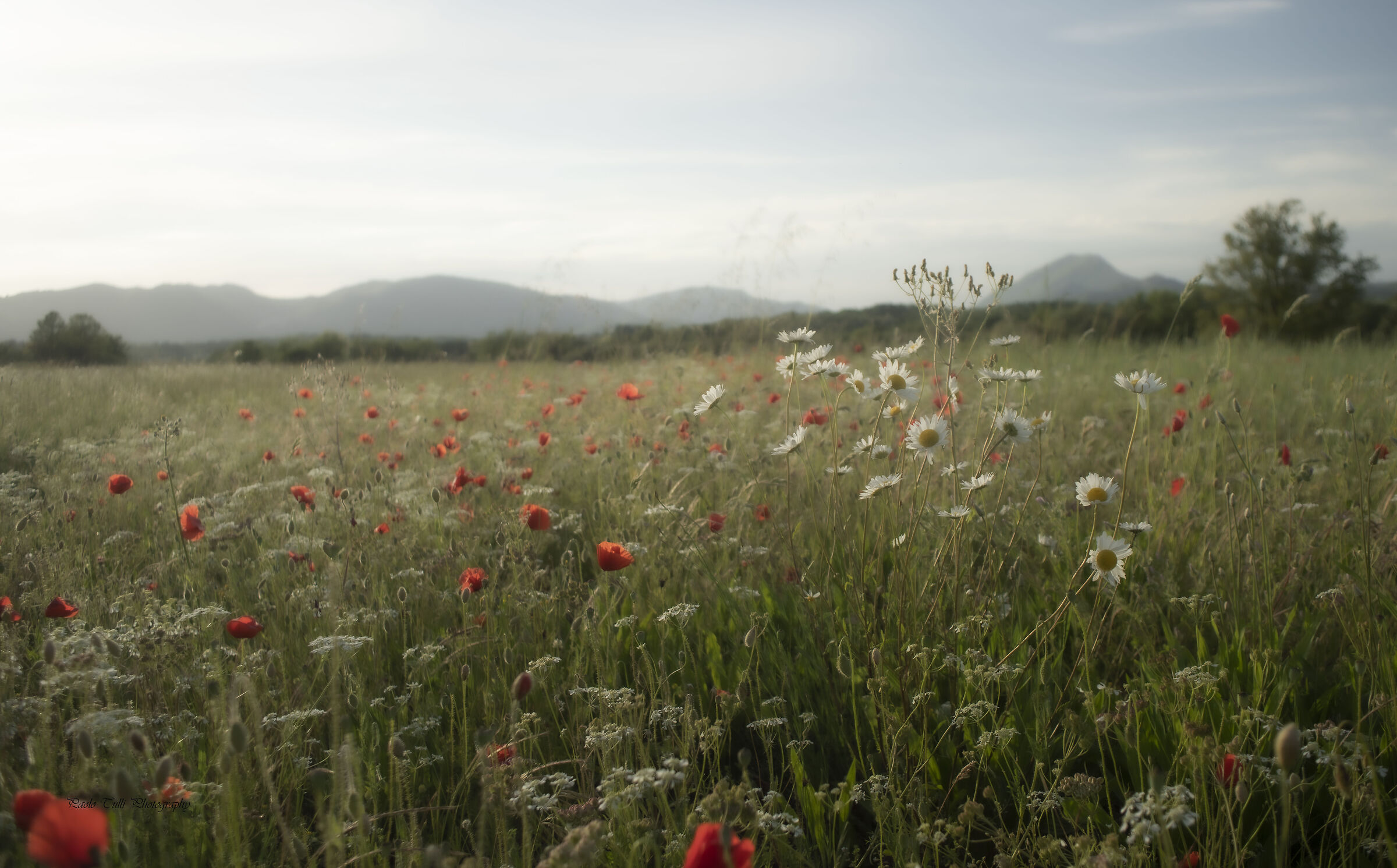 Magic in the Knight's Plain...