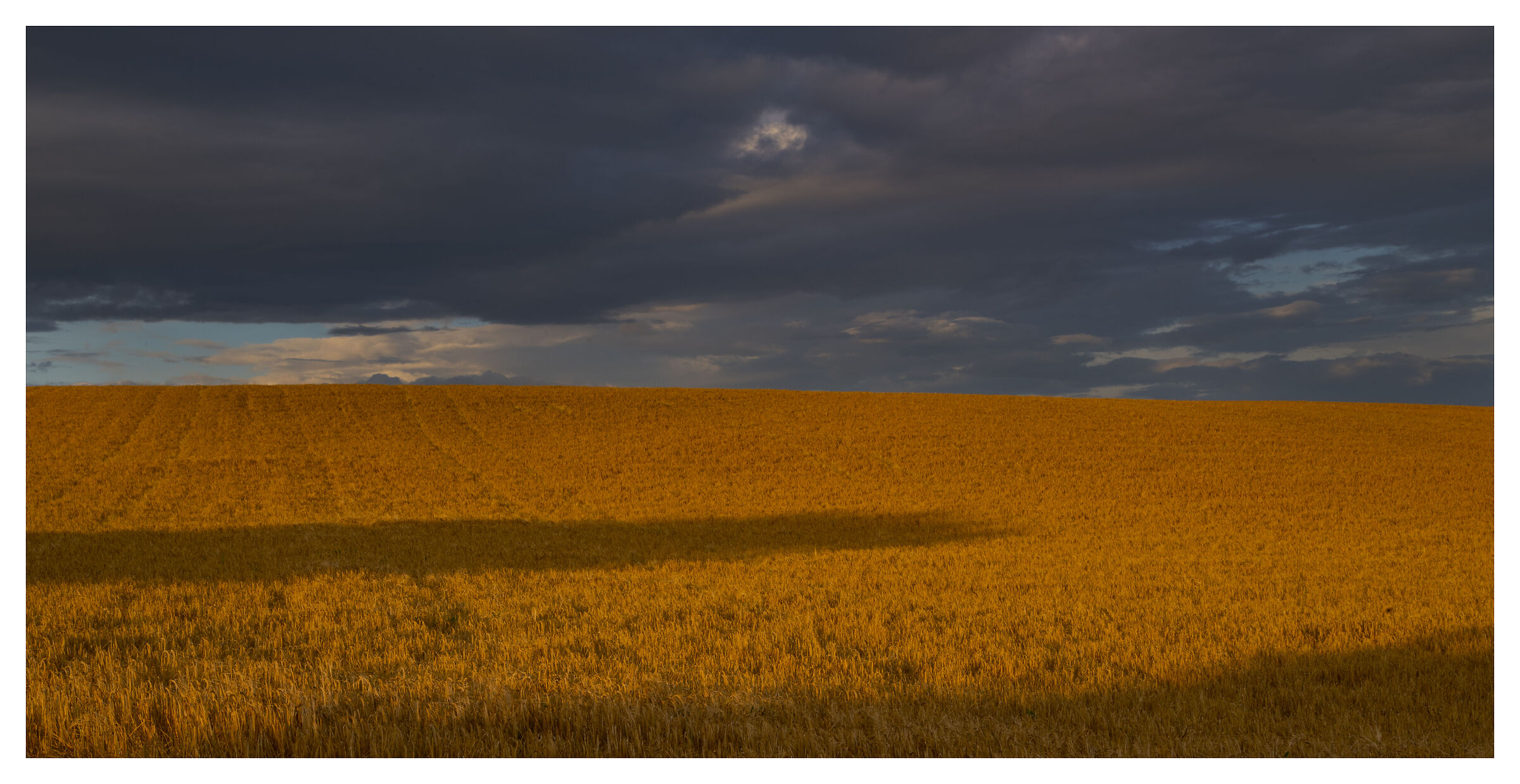 Wheat field