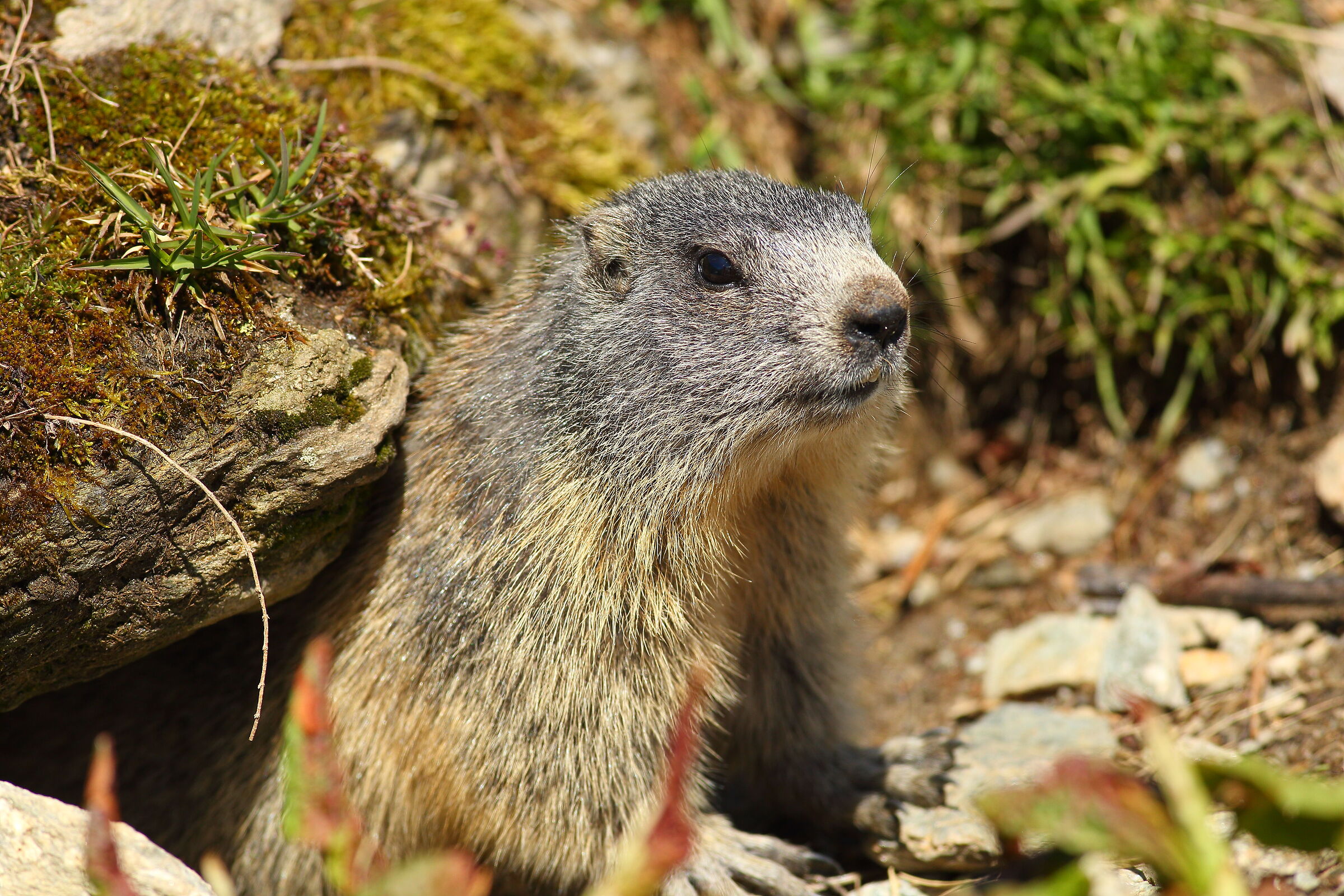 marmotta curiosa