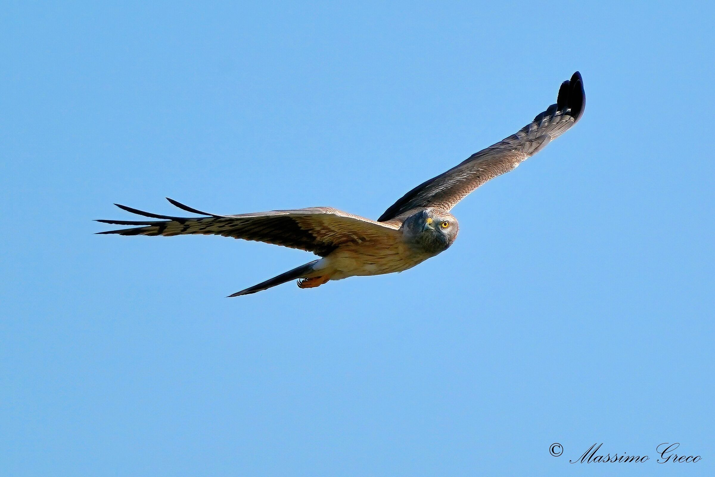 hen harrier