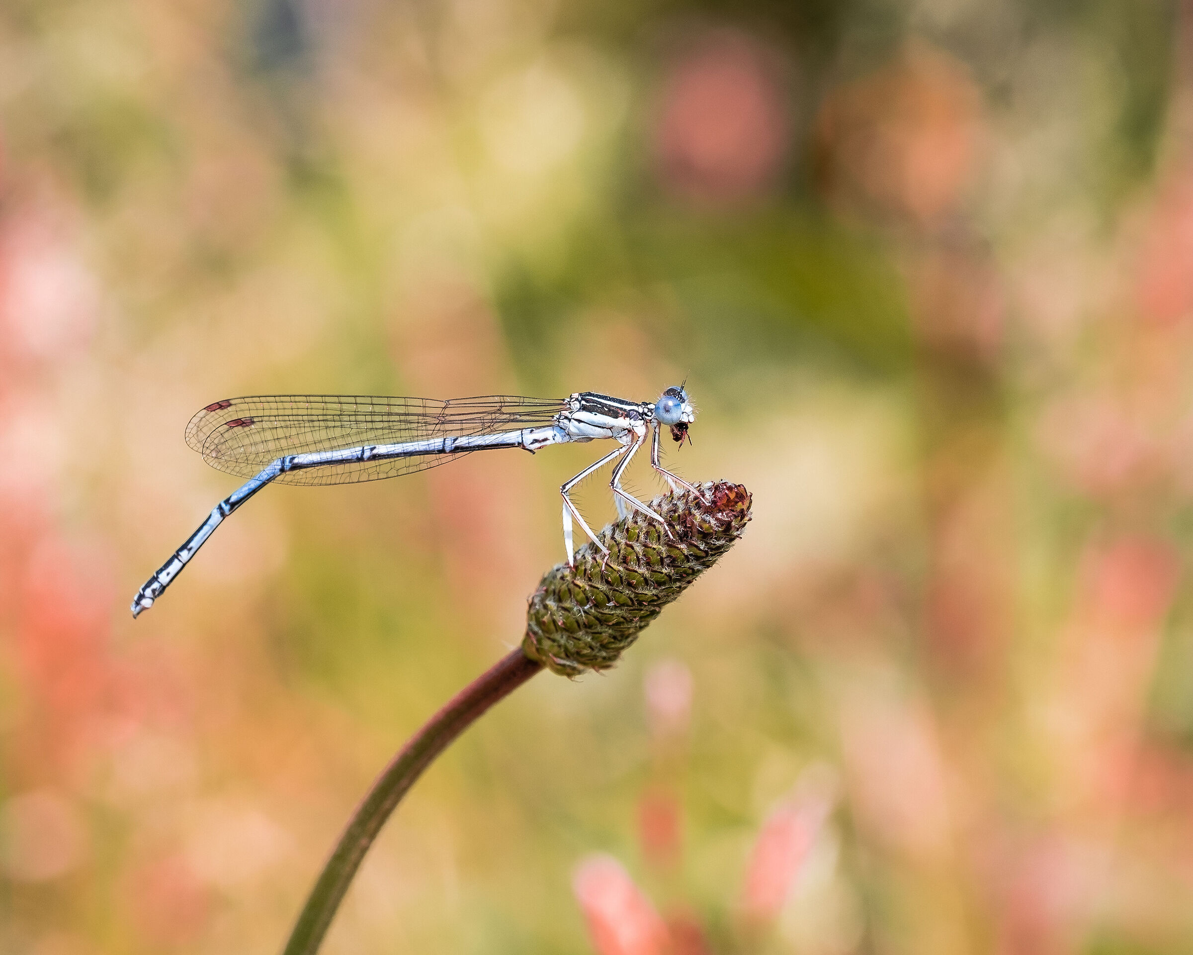 Dragonfly stops there