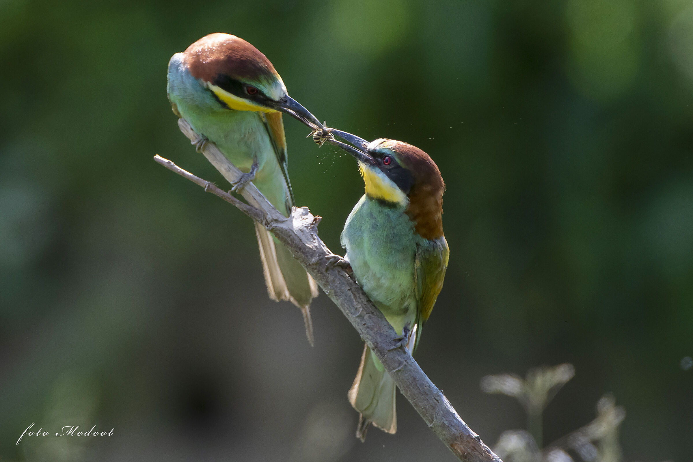 Gruccioni e lo scambio d'insetto
