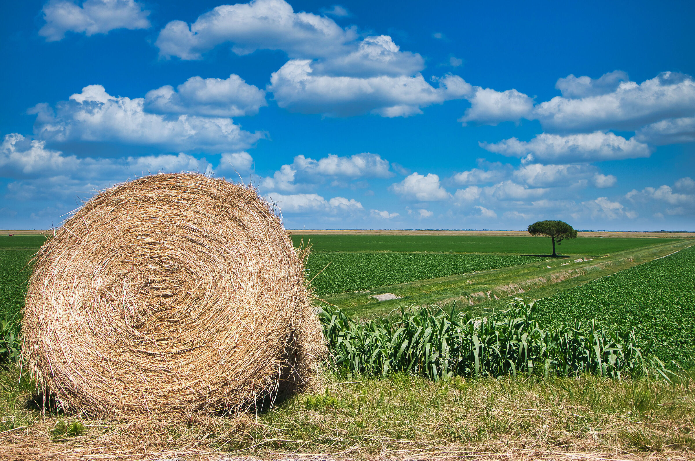 S. Giulia delta del po