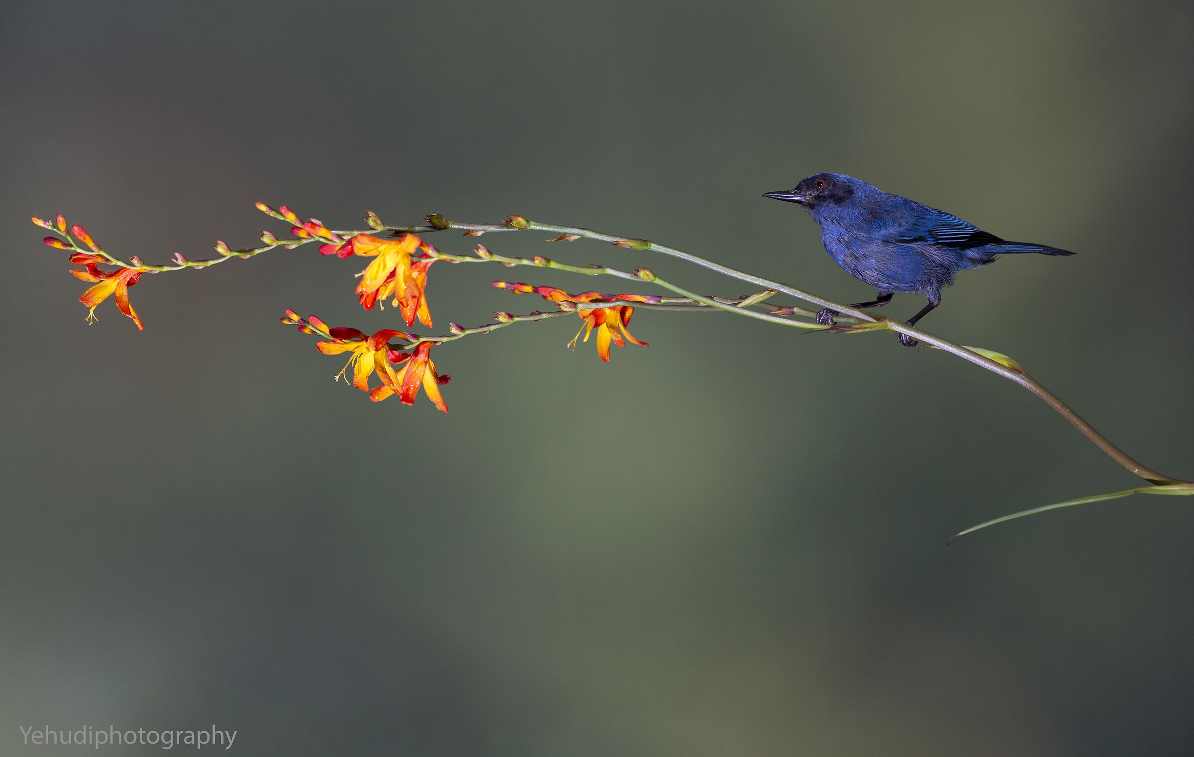 Masked Flowerpiercer