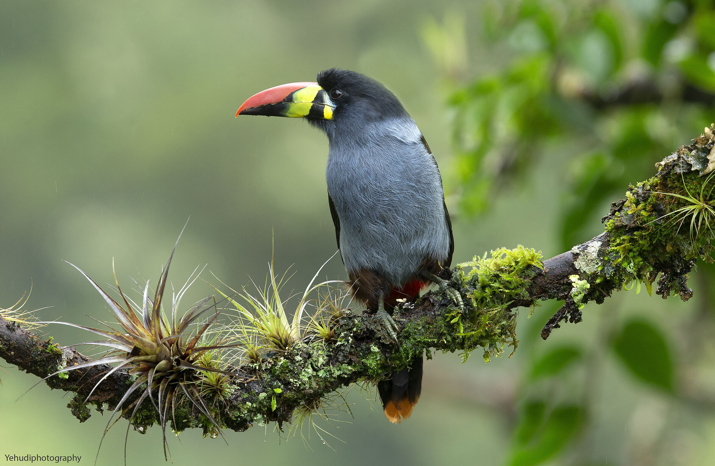 Gray breasted mountain toucan