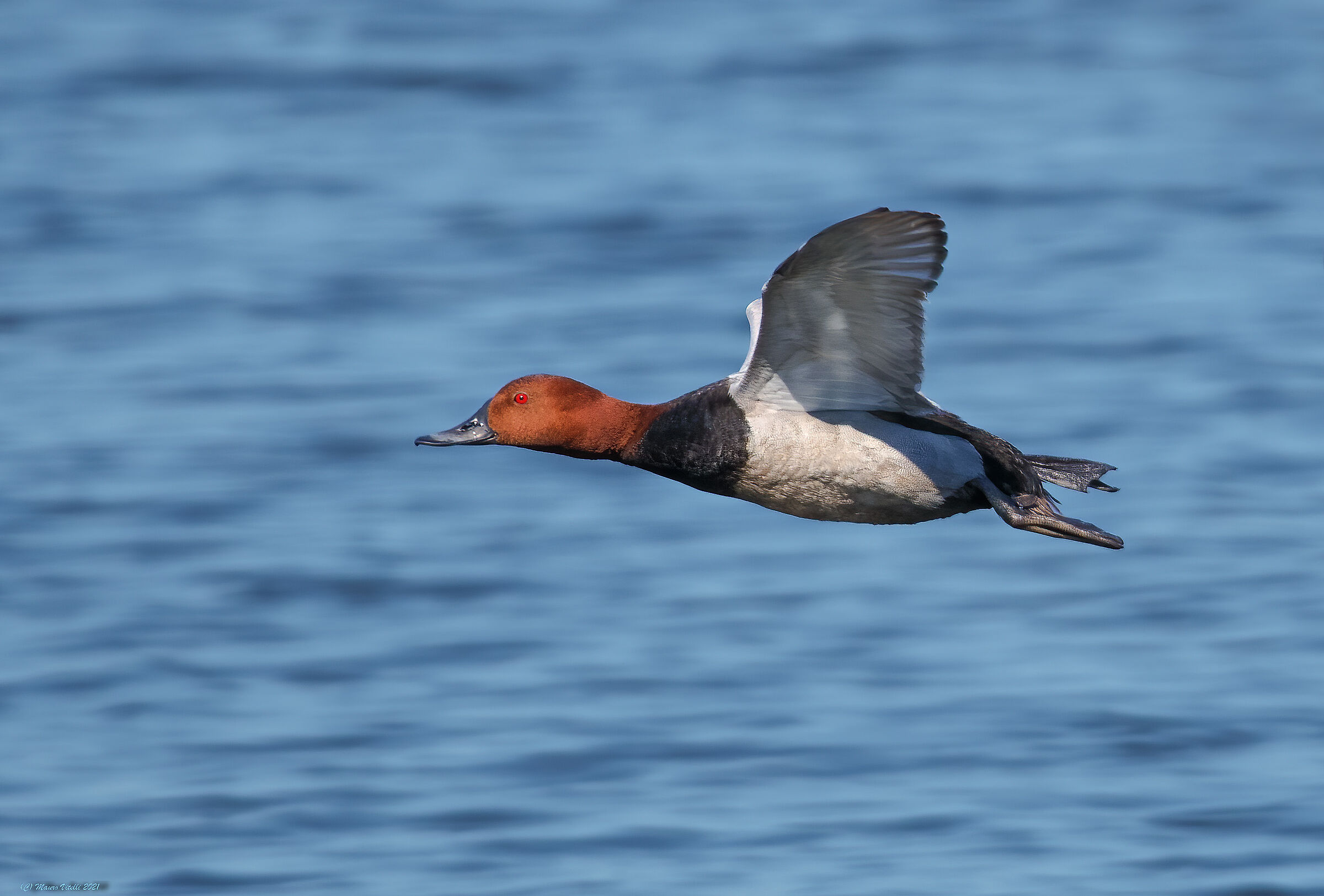 Moriglione (Aythya ferina)