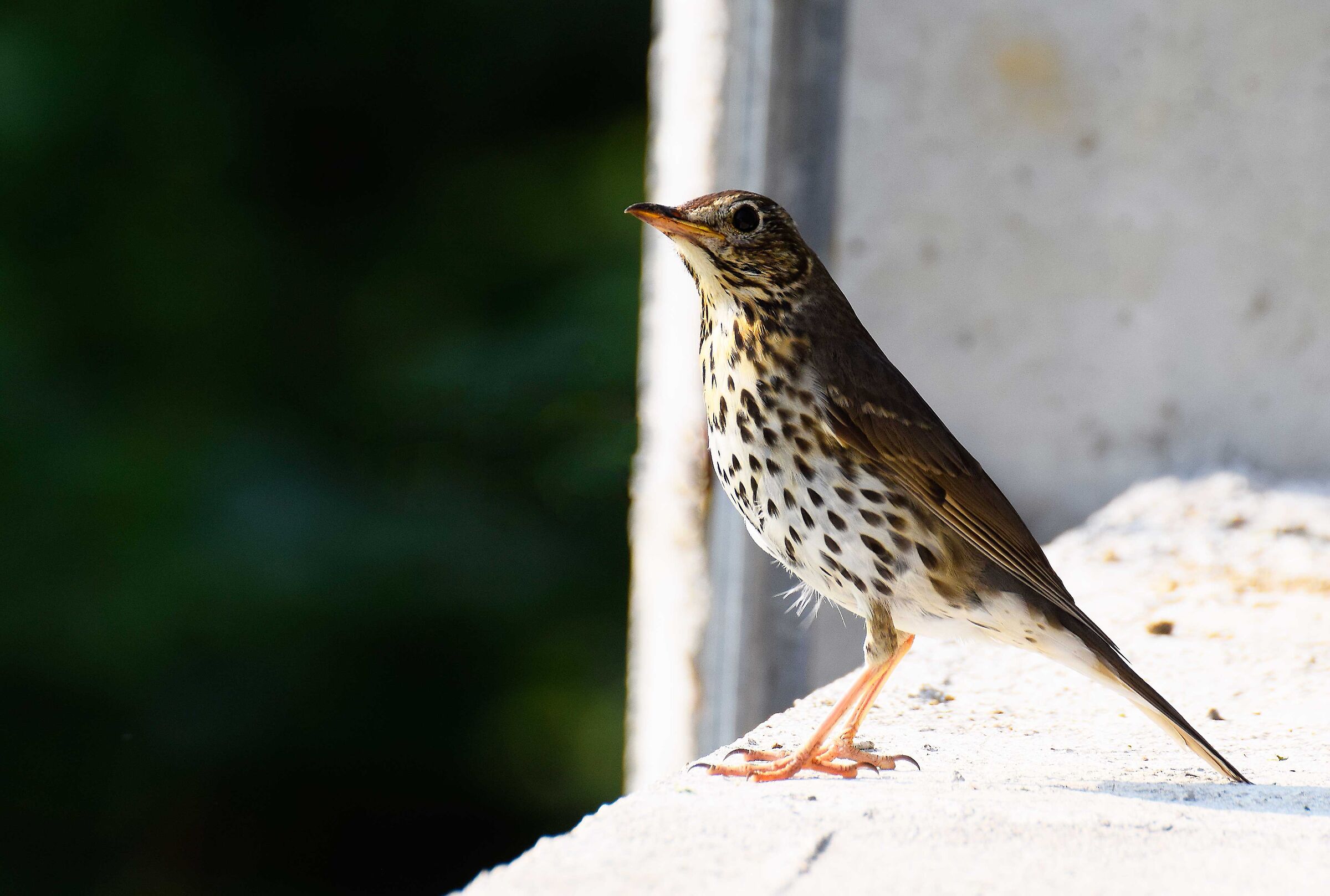 per favore identificatemi