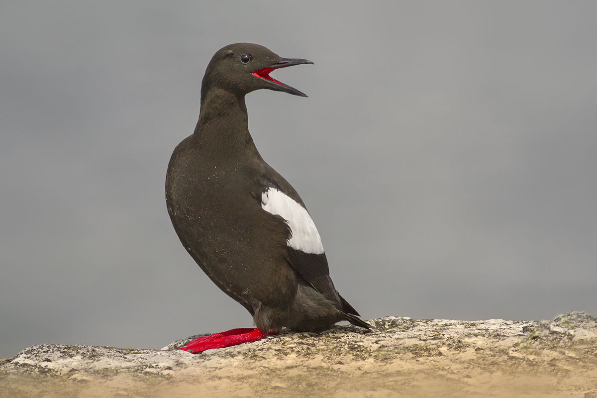 Guillemot nero (Cefalo griglia)
