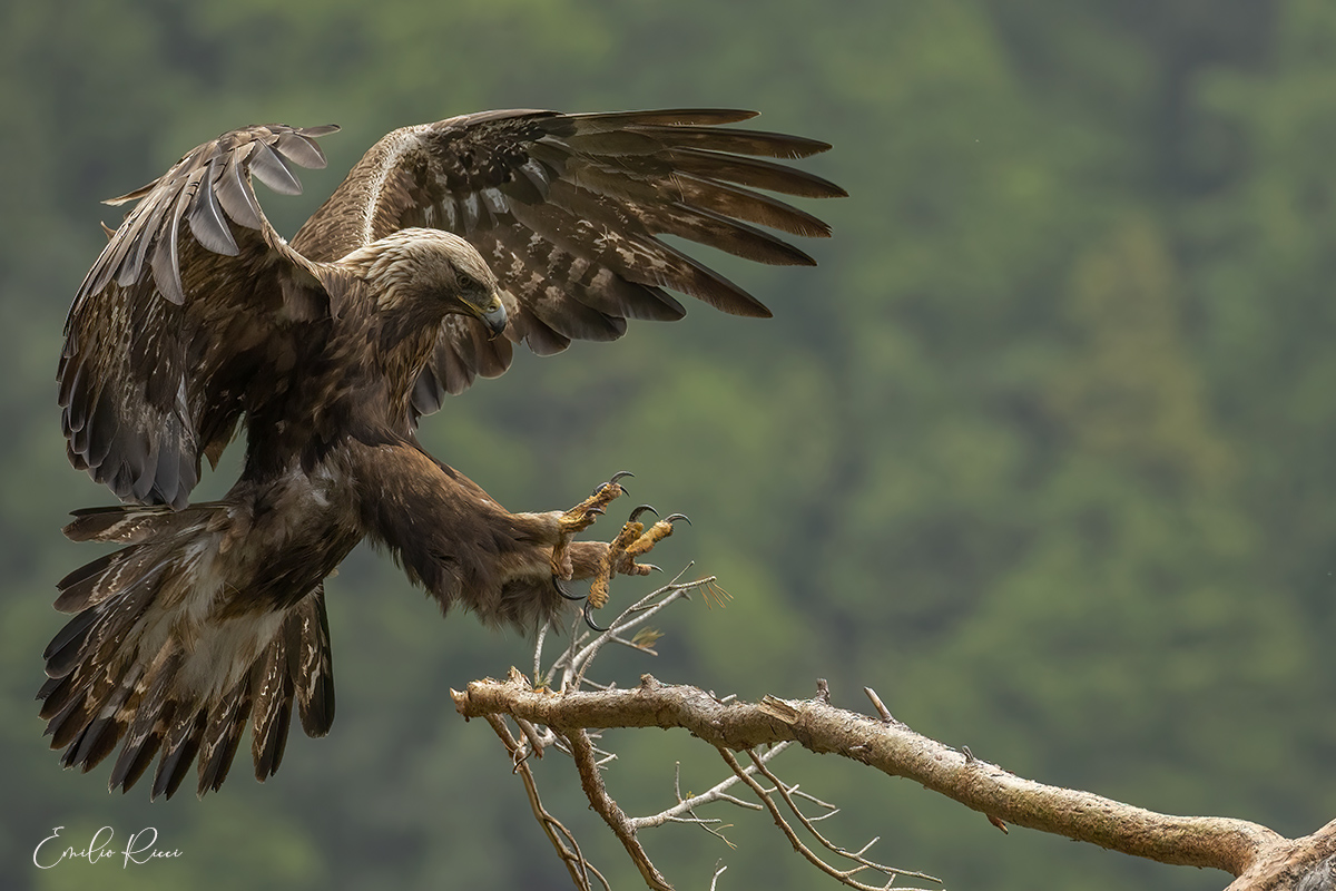 Elegance and power- golden eagle