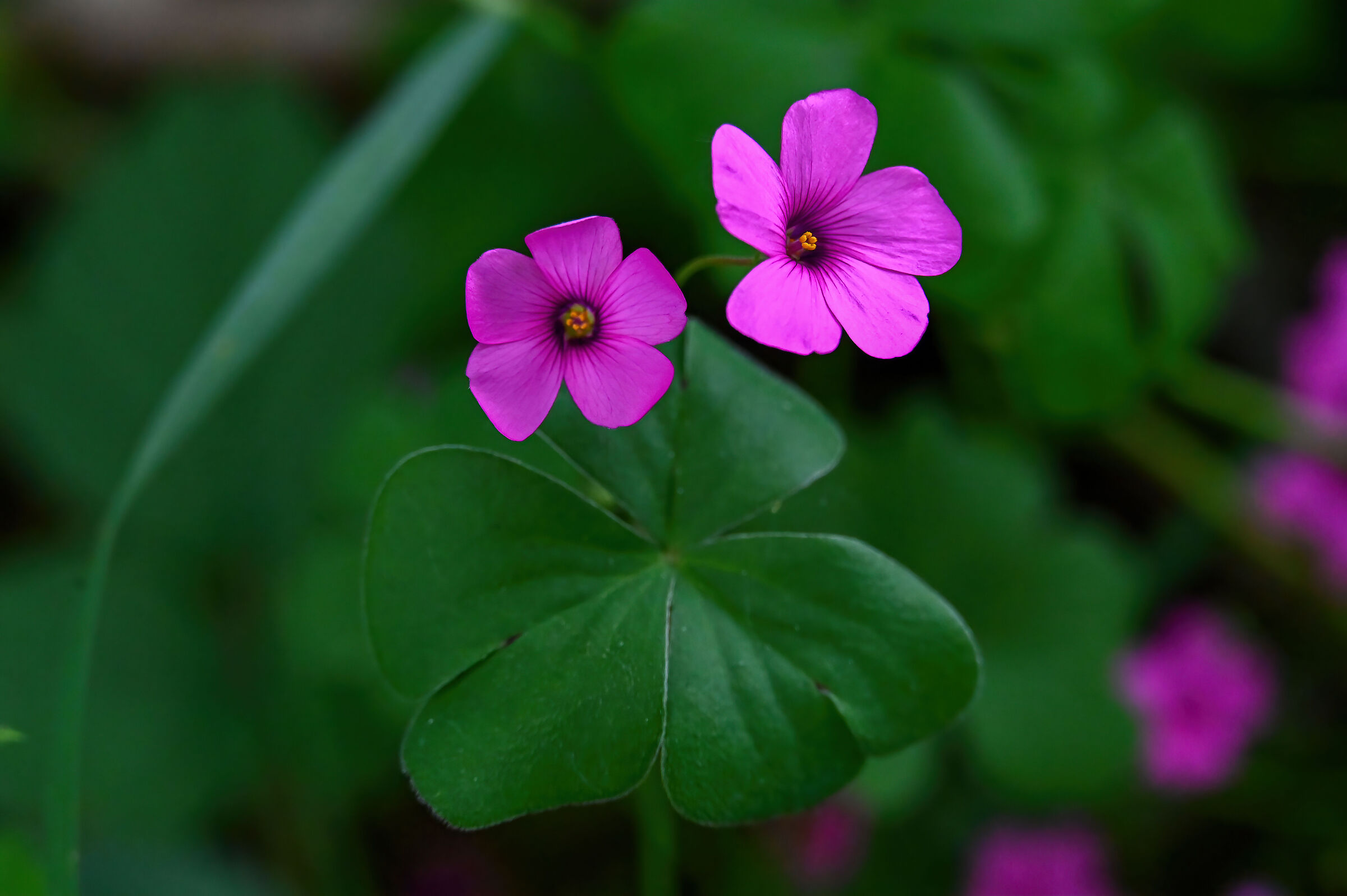 Shamrock